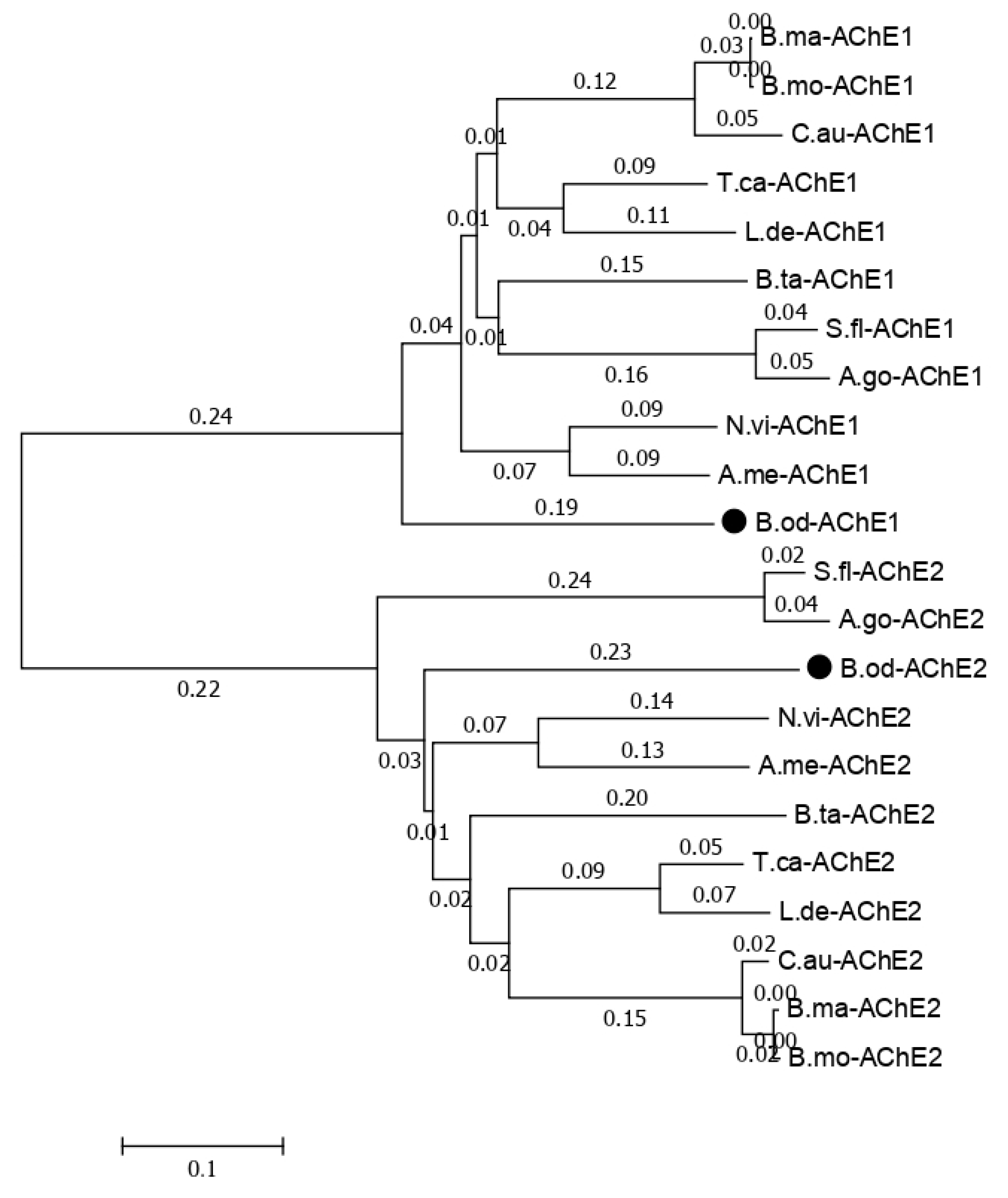 Genes 10 00481 g007 550