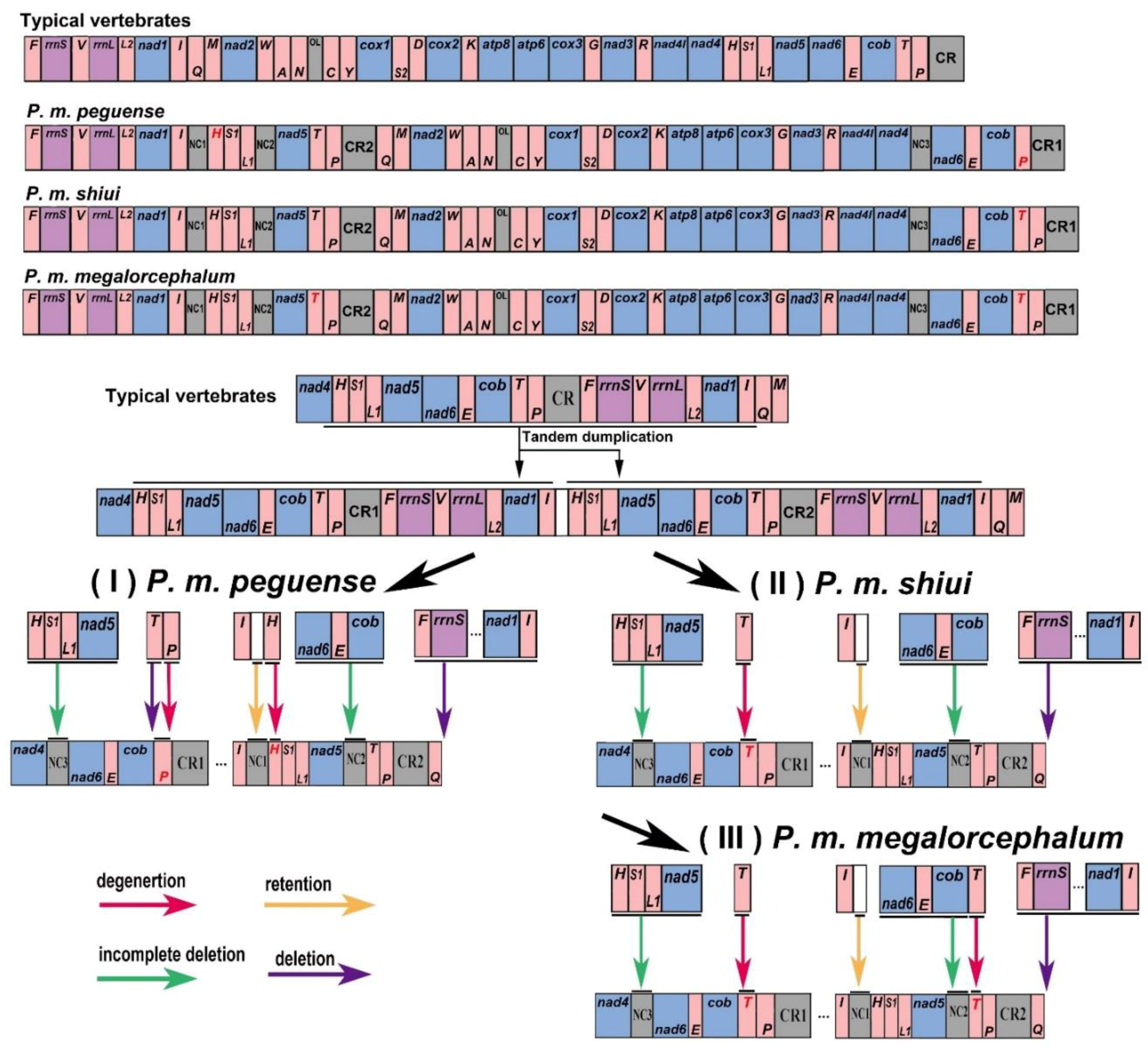 Genes 10 00487 g003 Genes 10 00487 g003