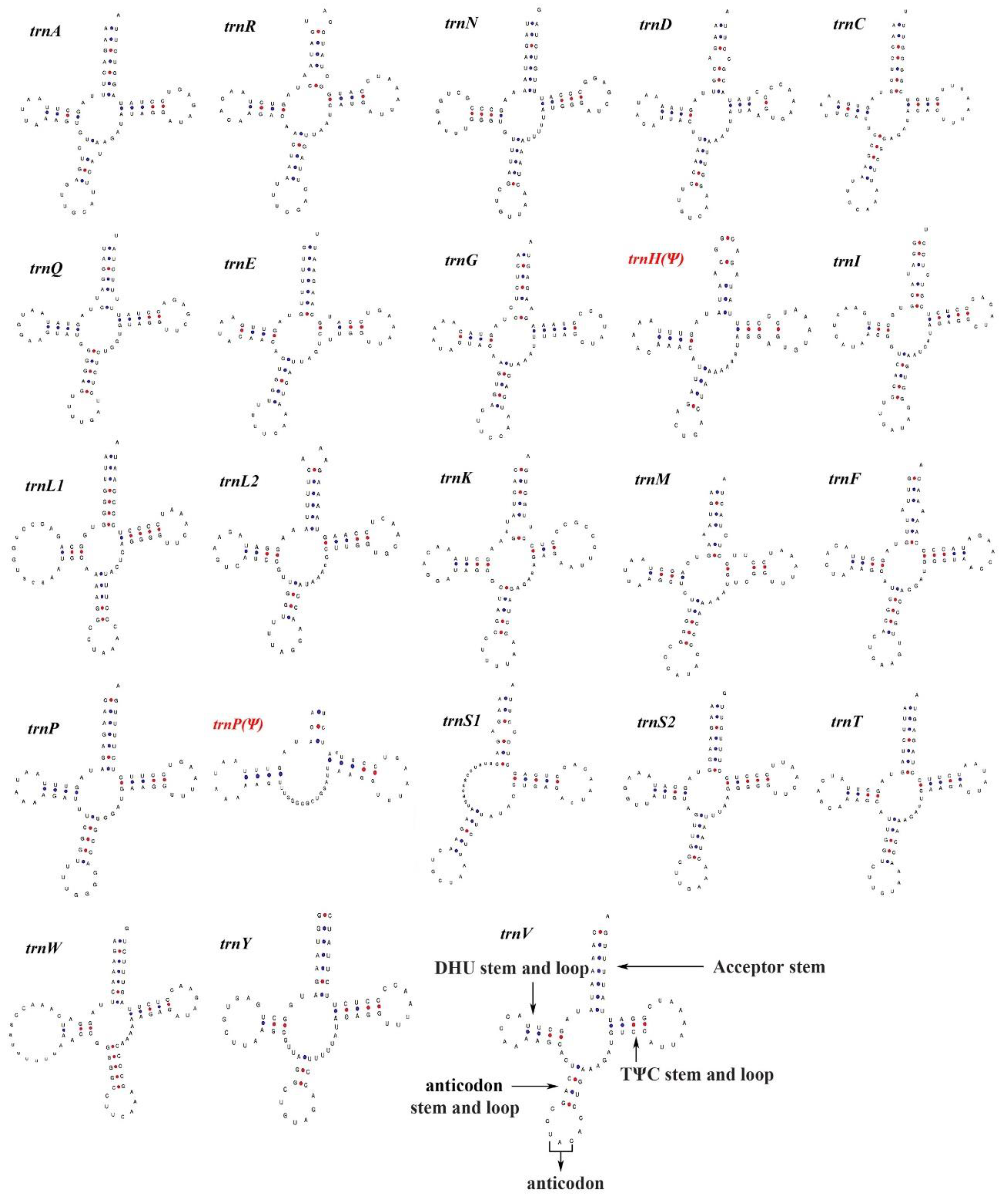 Genes 10 00487 g004 Genes 10 00487 g004