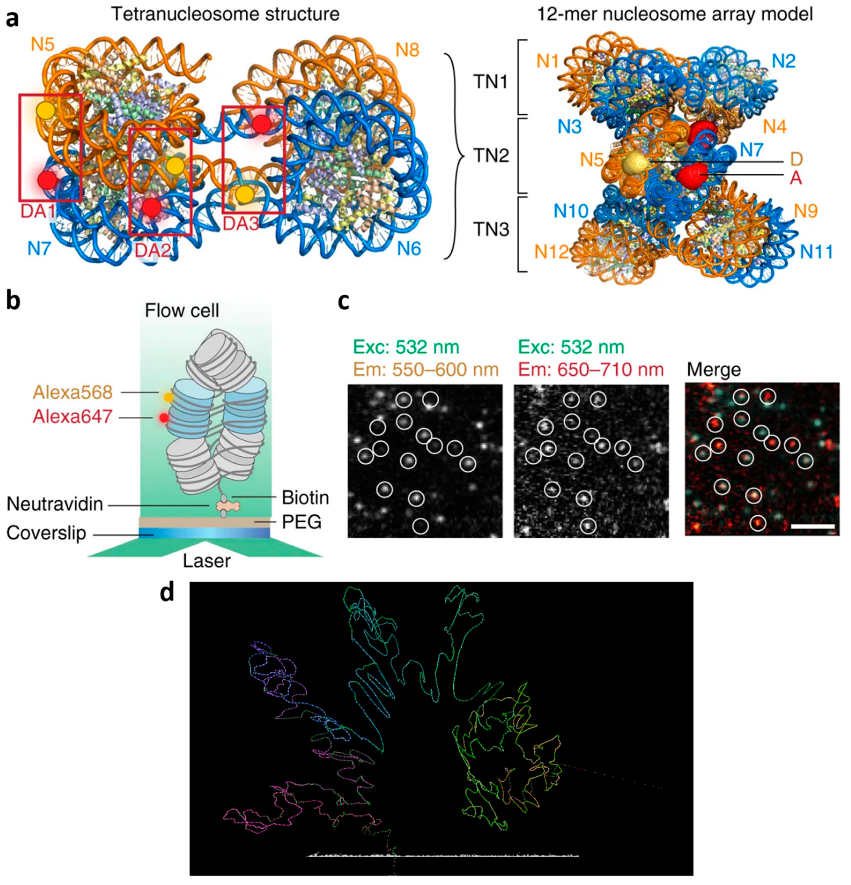 Genes 10 00493 g002 Genes 10 00493 g002
