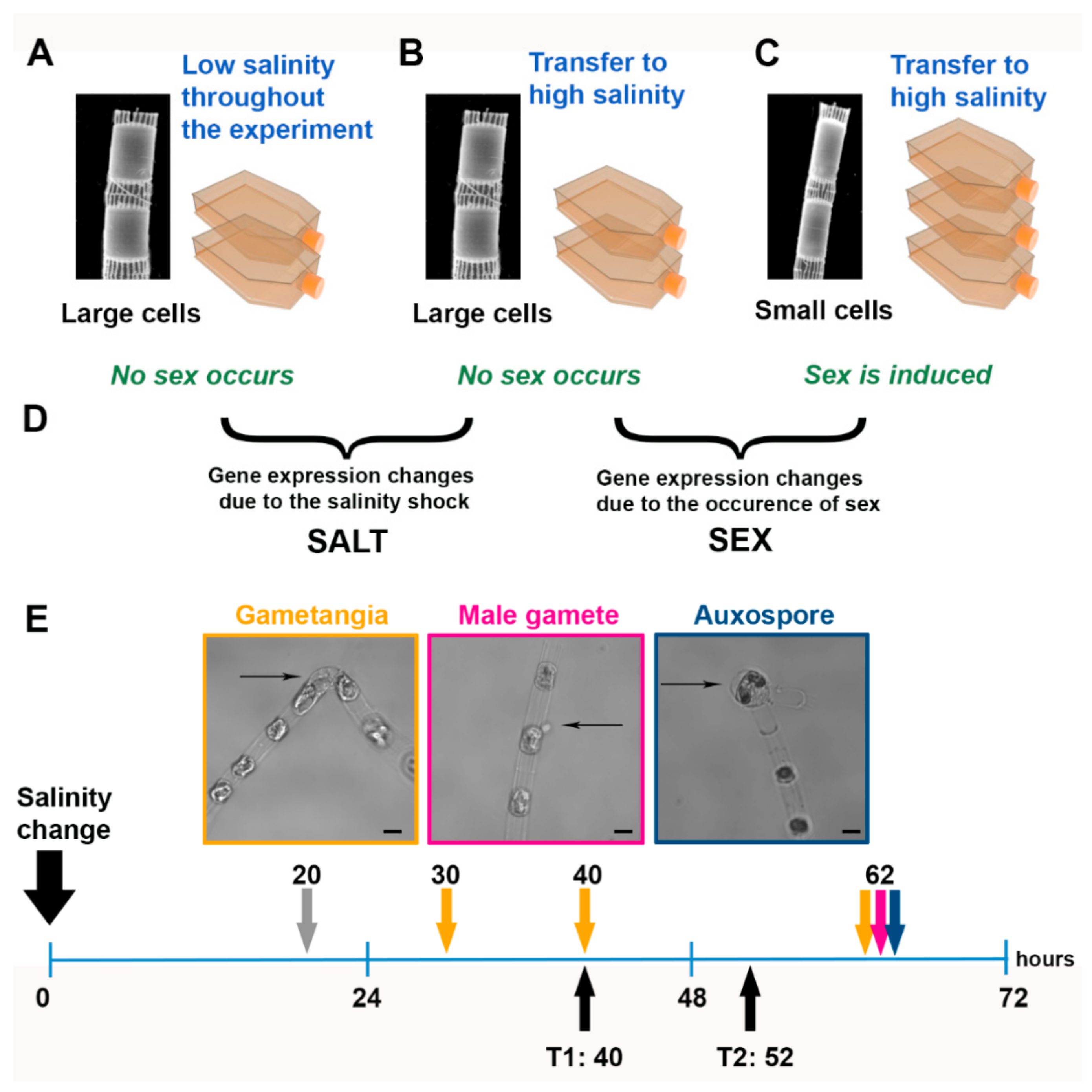 Genes 10 00494 g002