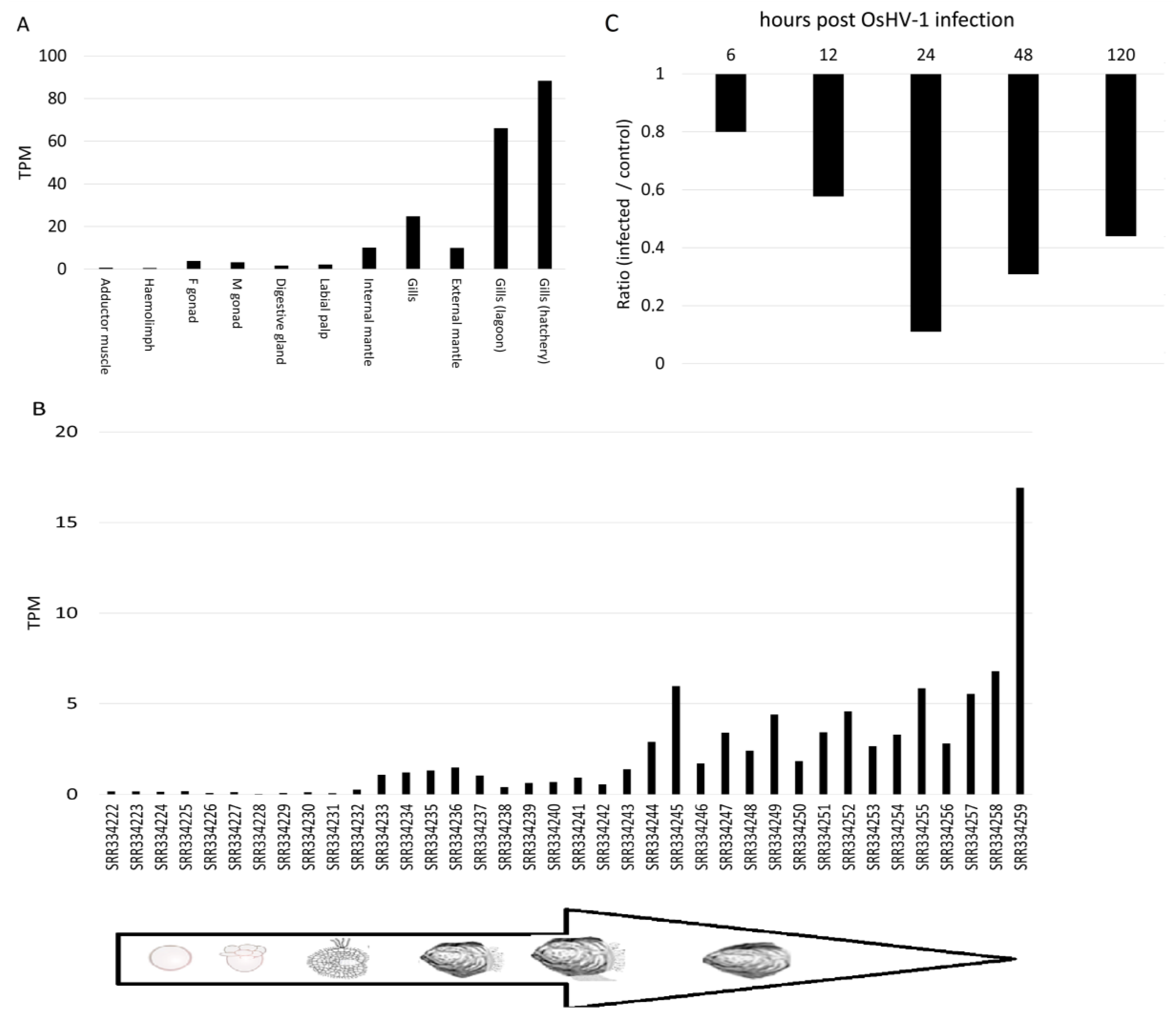 Genes 10 00495 g006 Genes 10 00495 g006