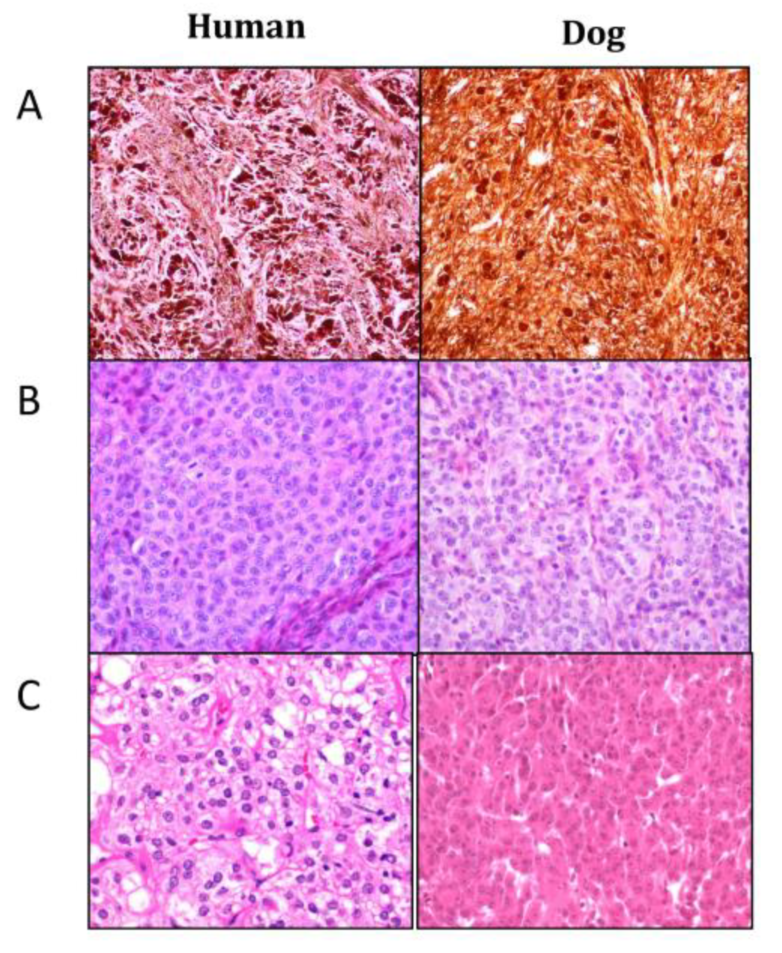 what causes canine oral melanoma