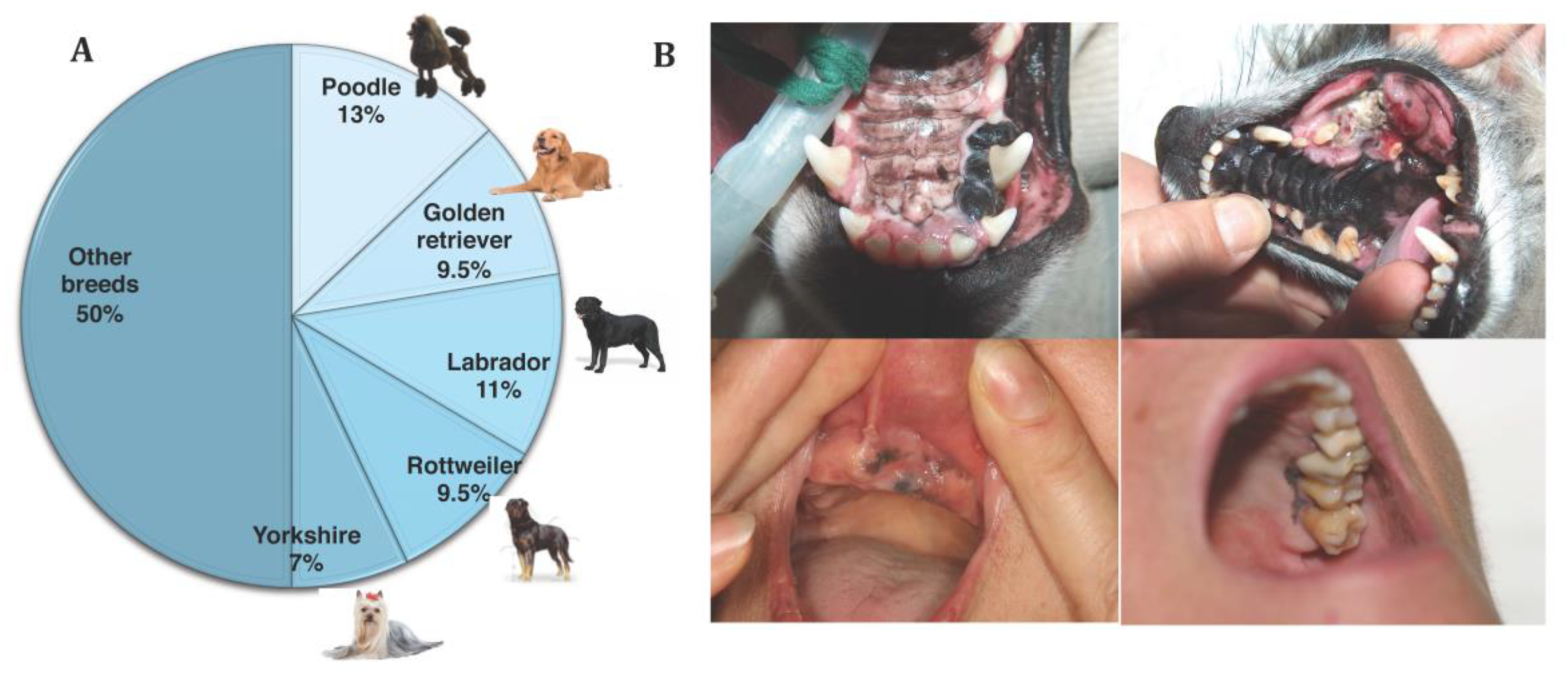 what causes canine oral melanoma