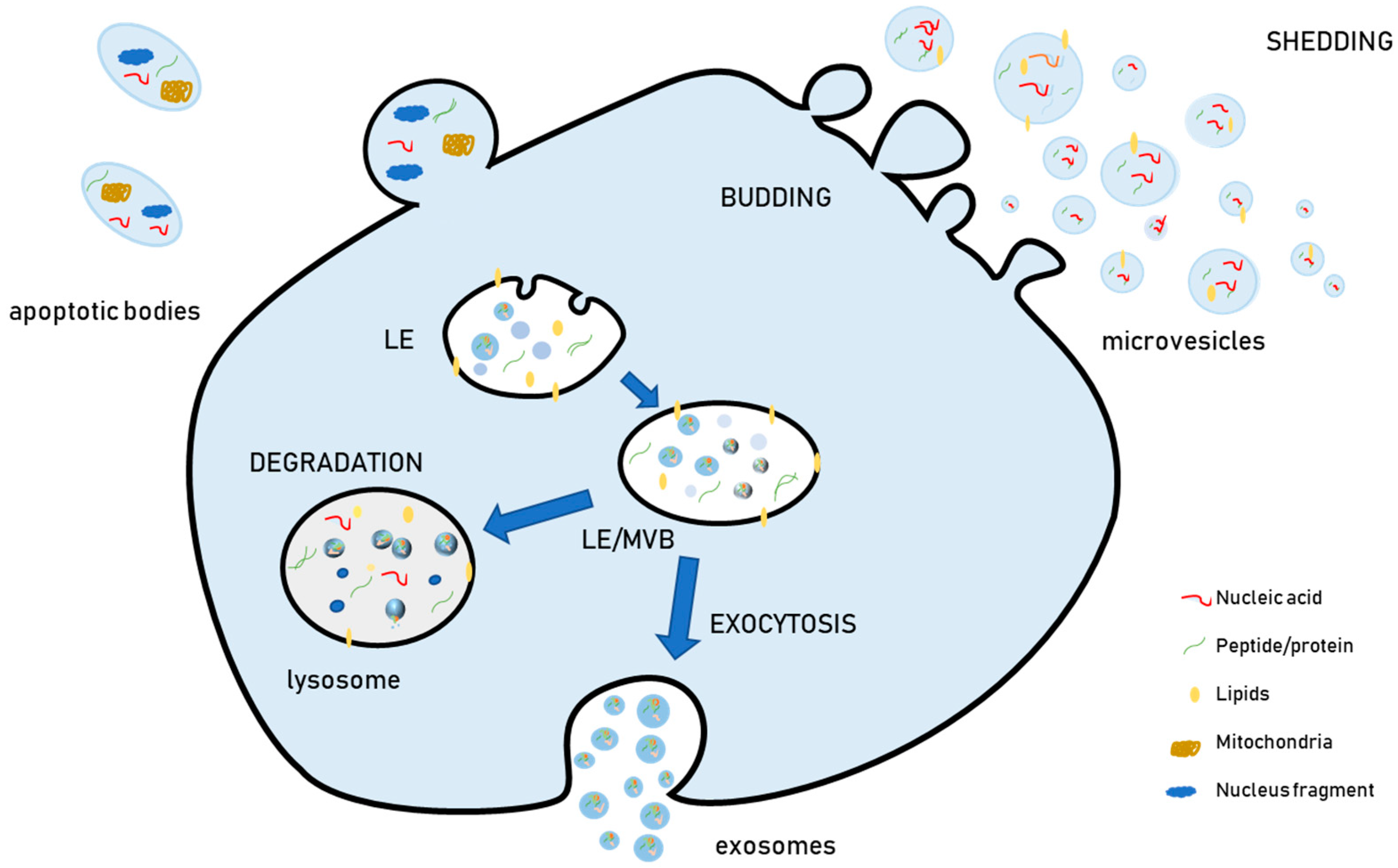 Genes 10 00510 g001 Genes 10 00510 g001