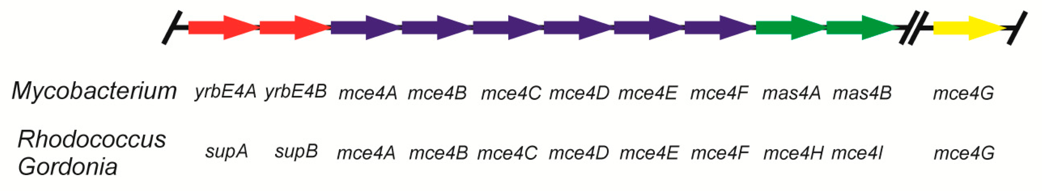 Genes 10 00512 g002 Genes 10 00512 g002