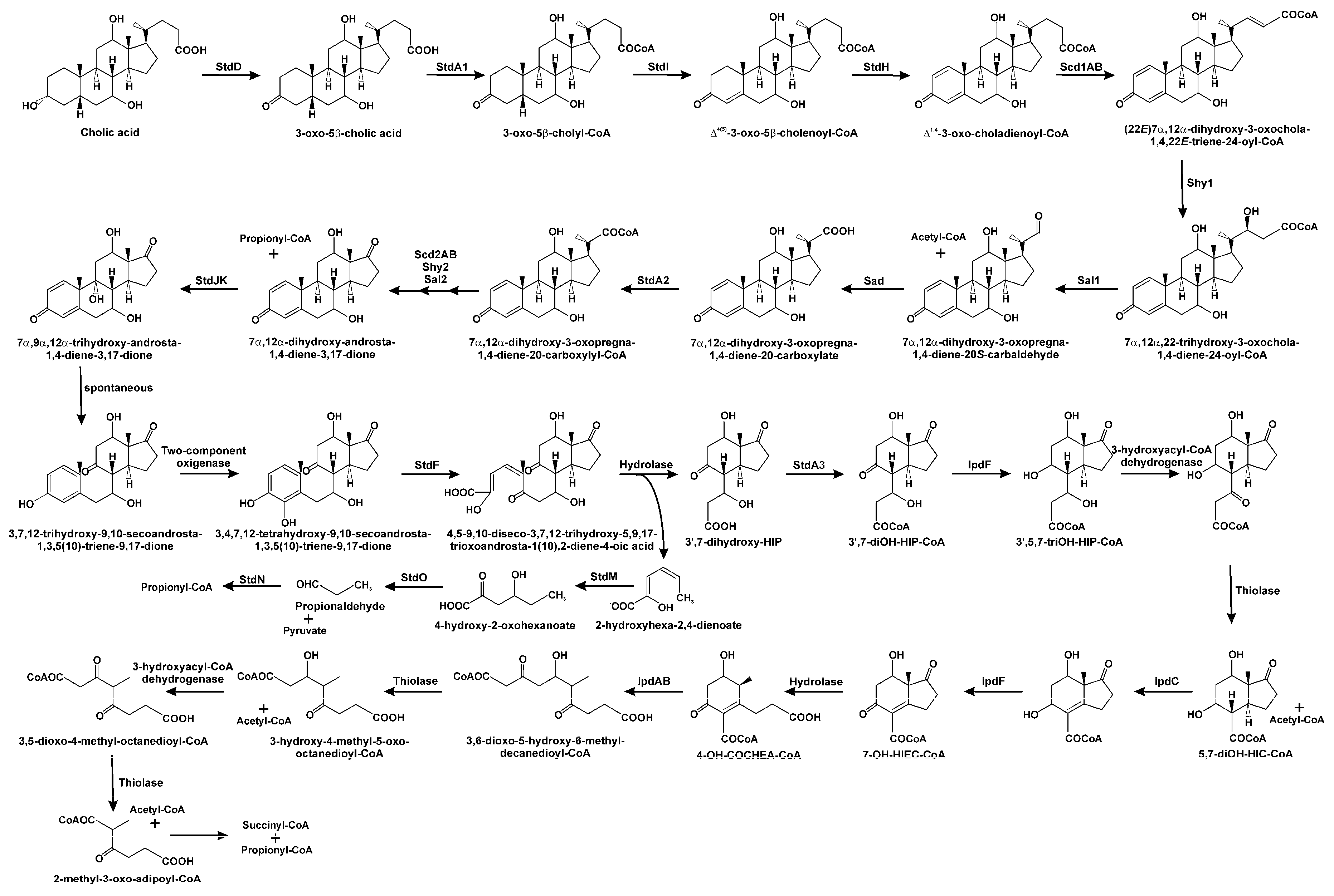 Genes 10 00512 g006 Genes 10 00512 g006