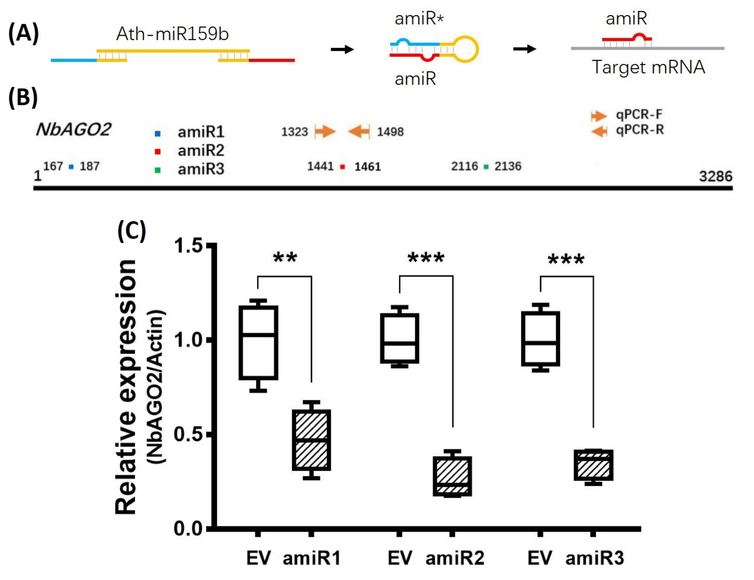 miR403a and SA Are Involved in NbAGO2 Mediated Antiviral