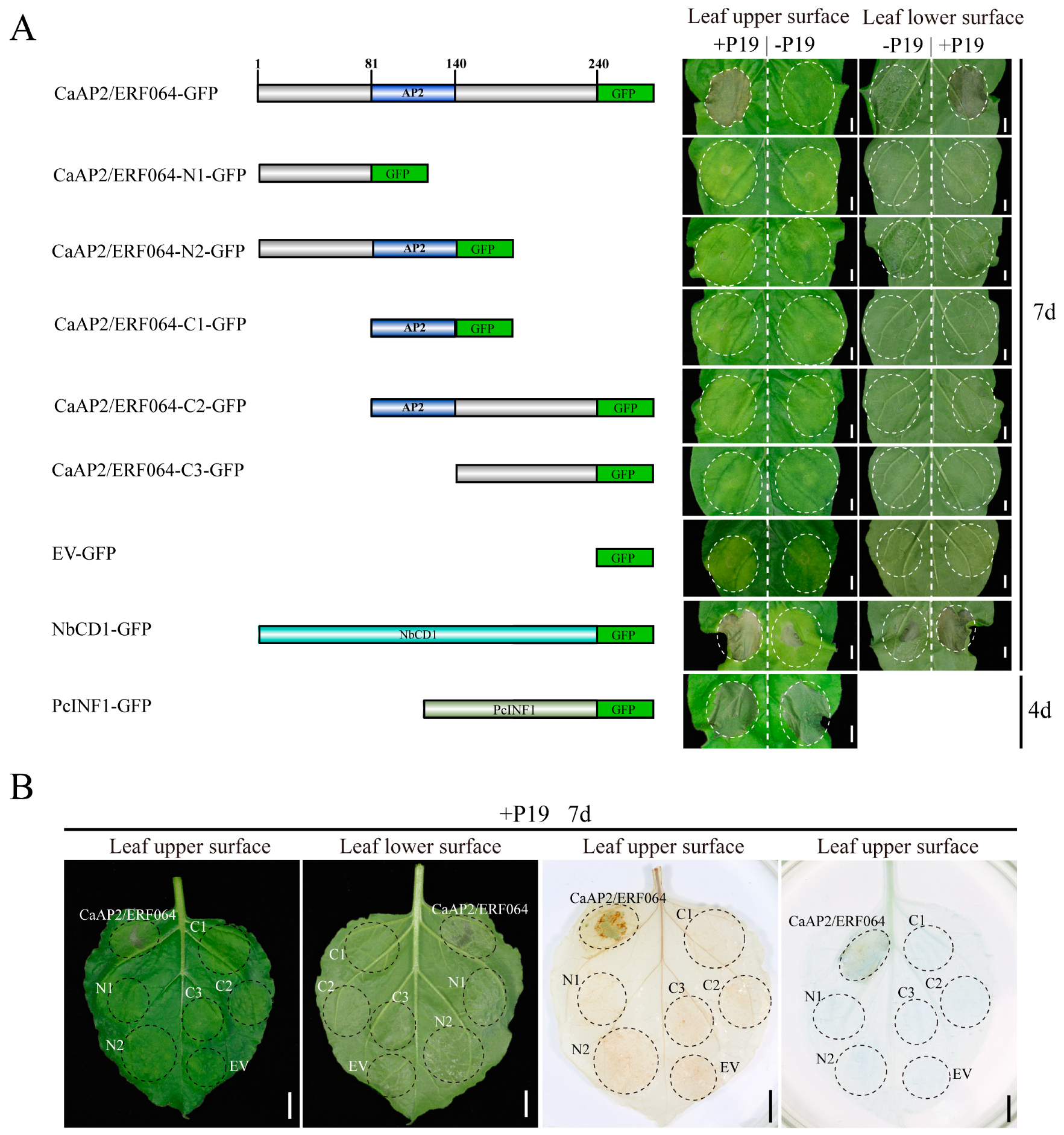 Genes 10 00541 g002