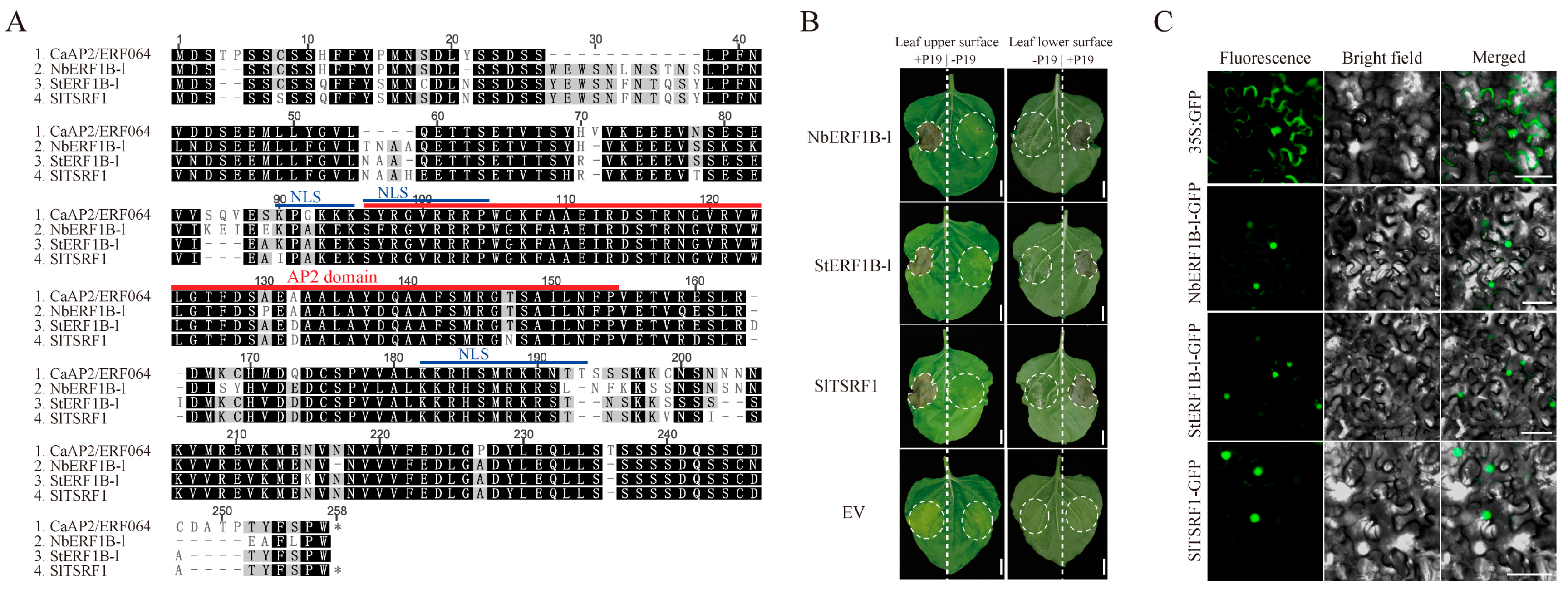Genes 10 00541 g003