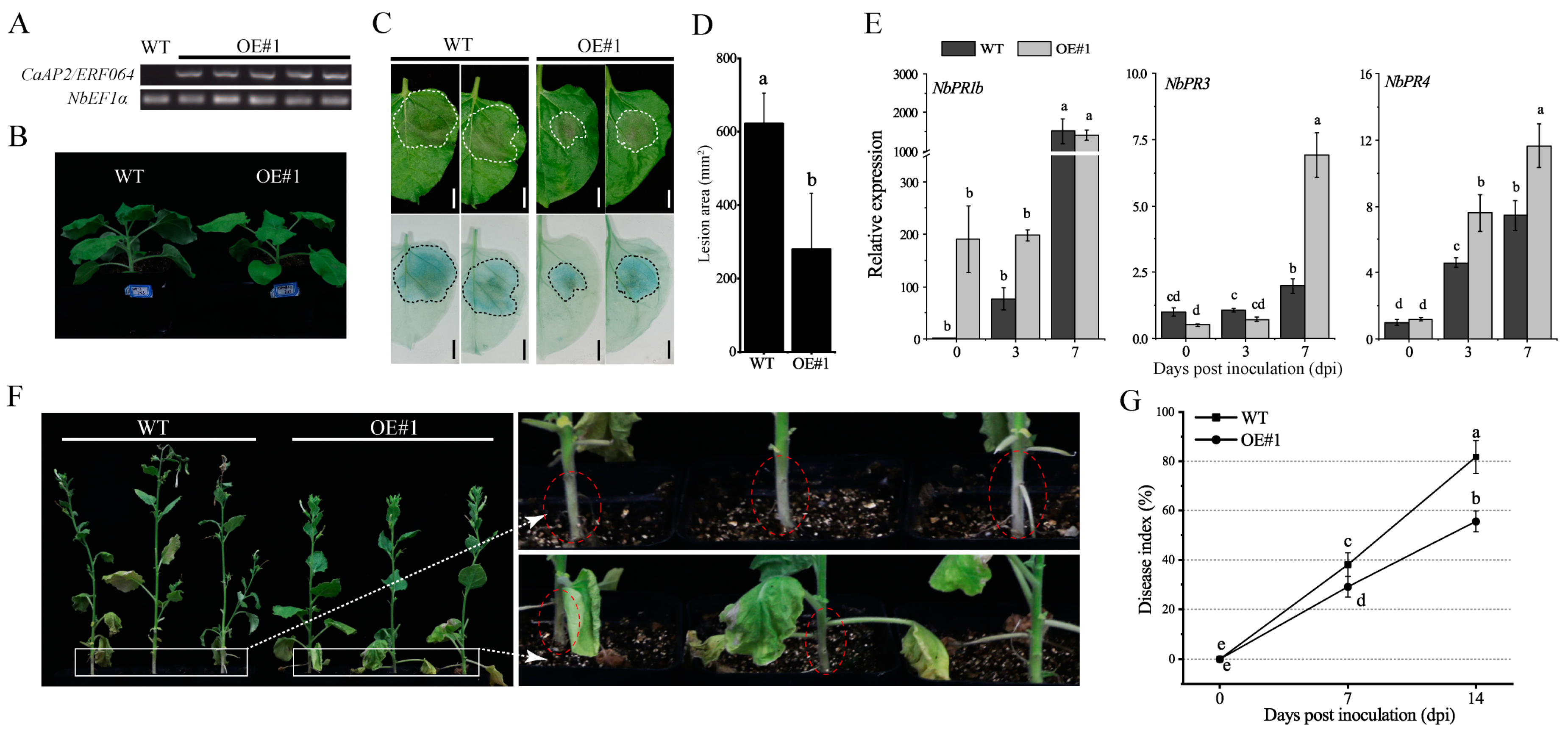 Genes 10 00541 g006