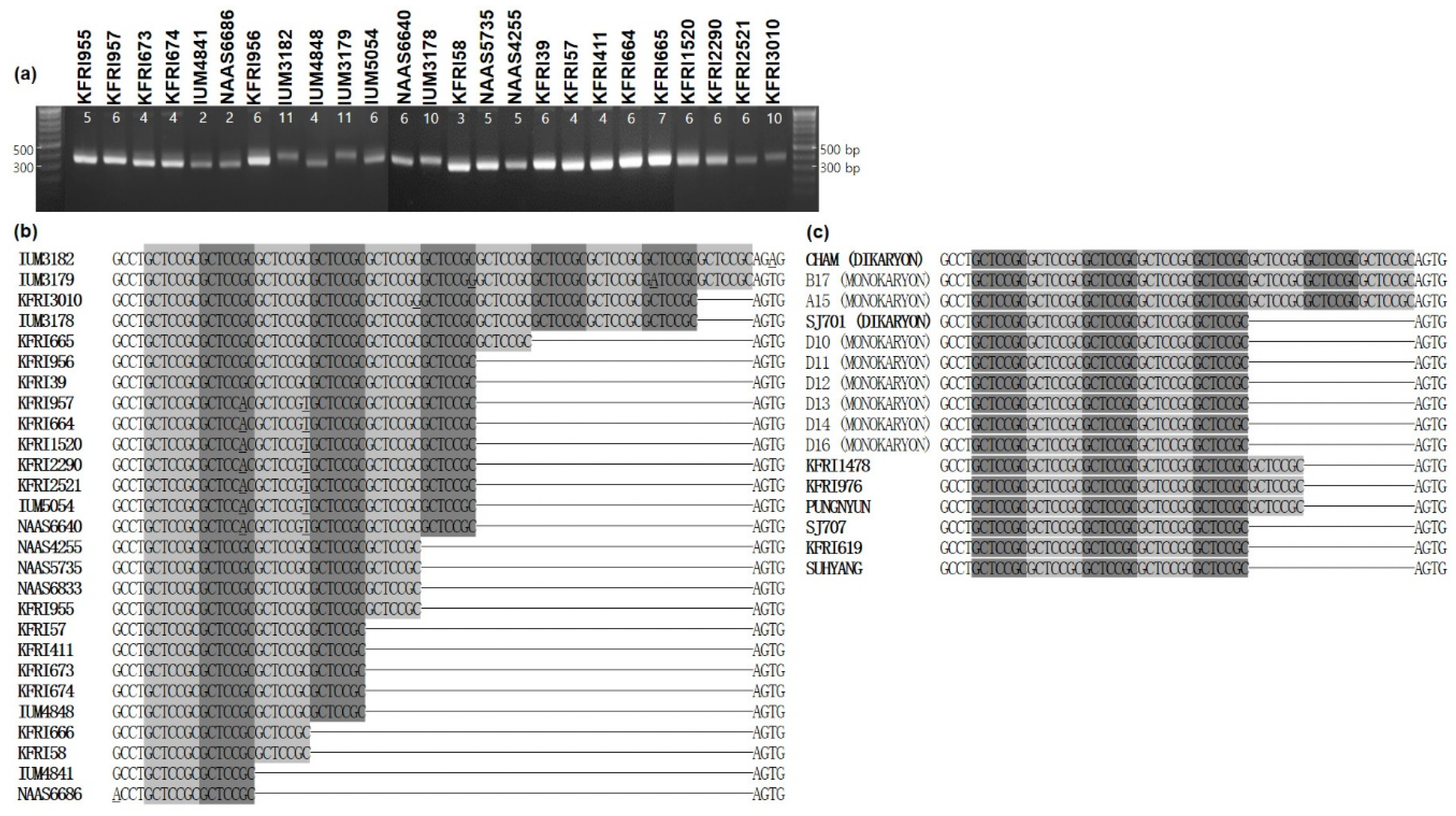 Variable Number Tandem Repeats in the Mitochondrial DNA of