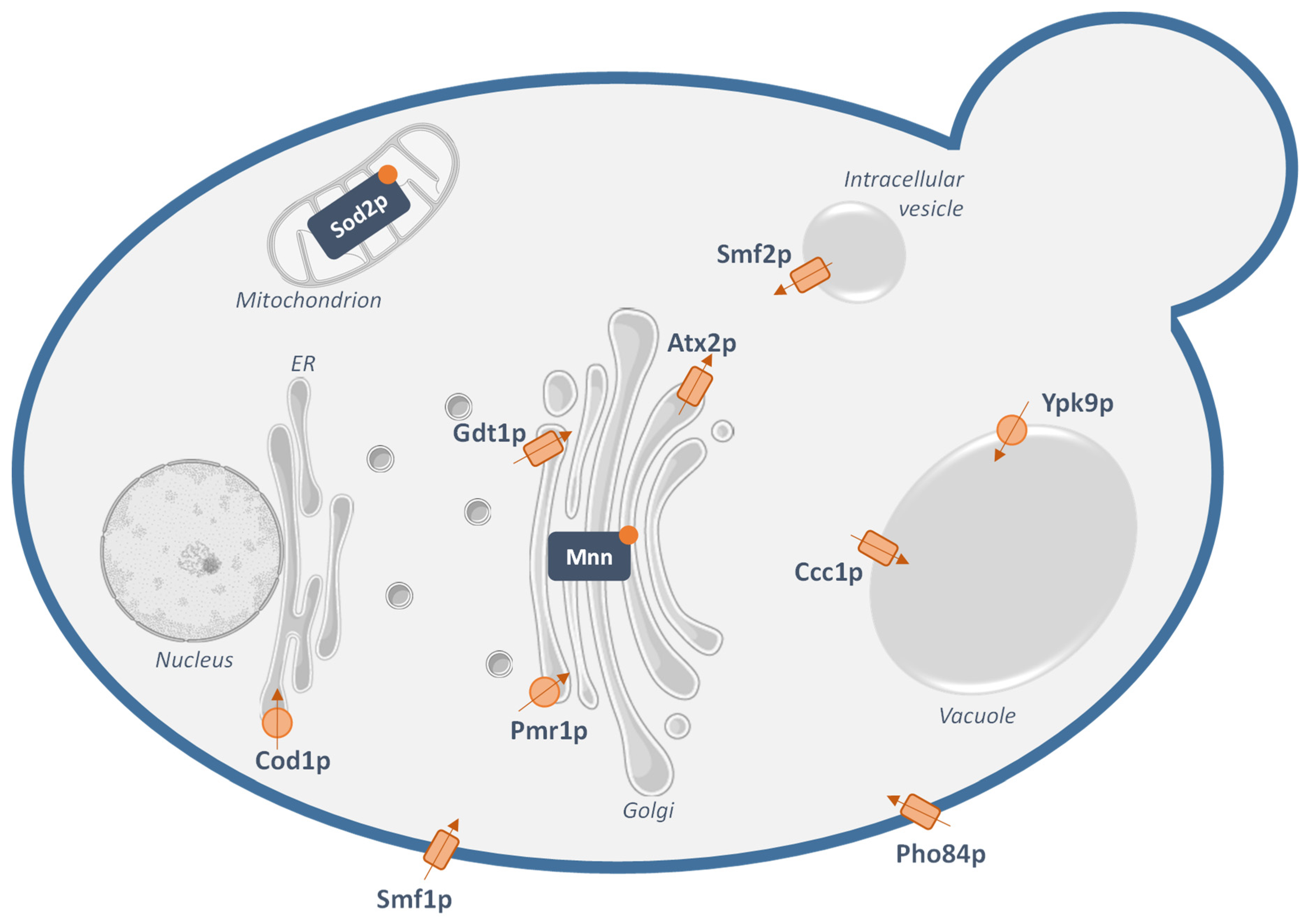 Genes | Free Full-Text | Yeast as a Tool for Deeper Understanding of