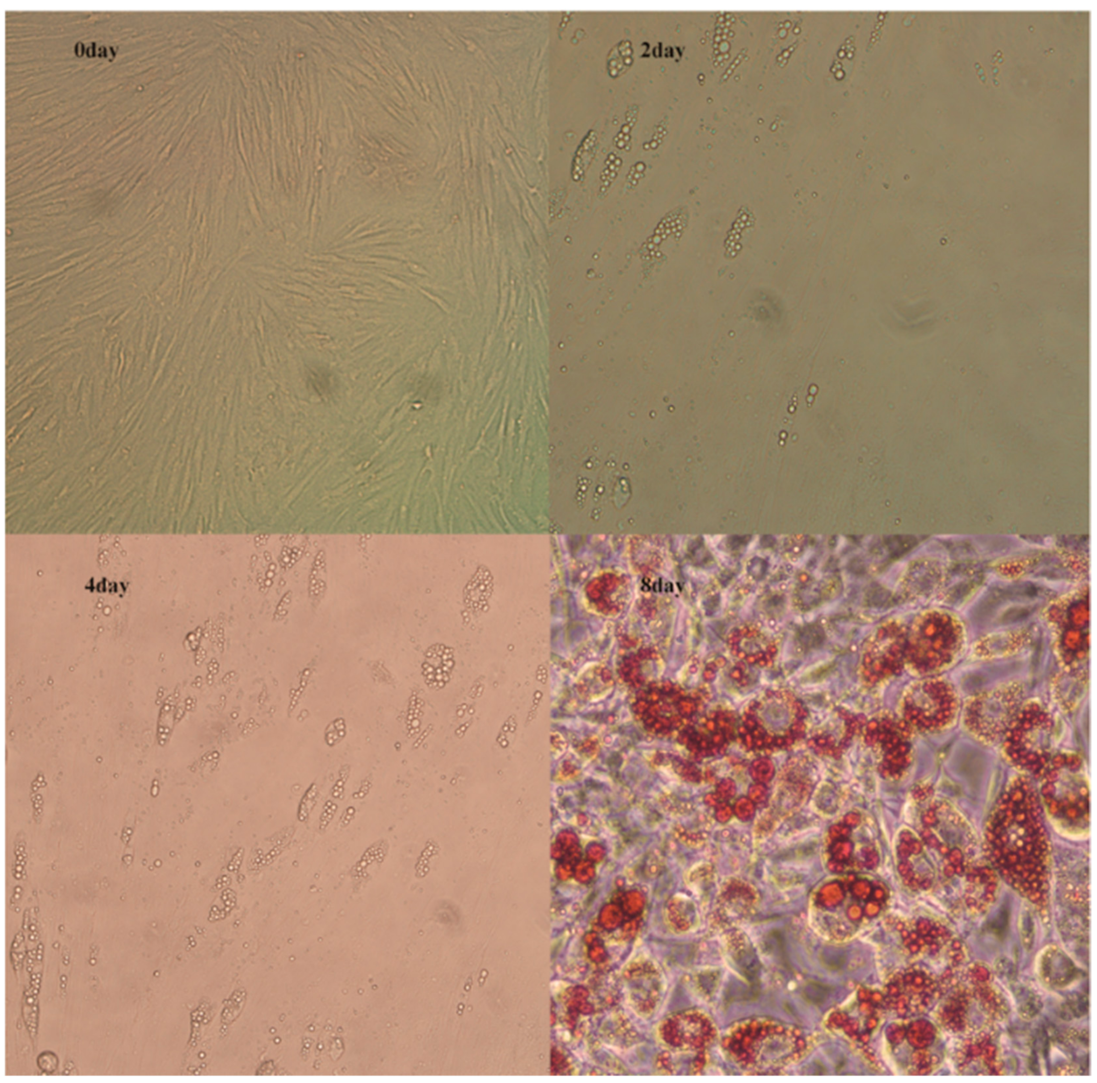 Genes 10 00552 g001 Genes 10 00552 g001
