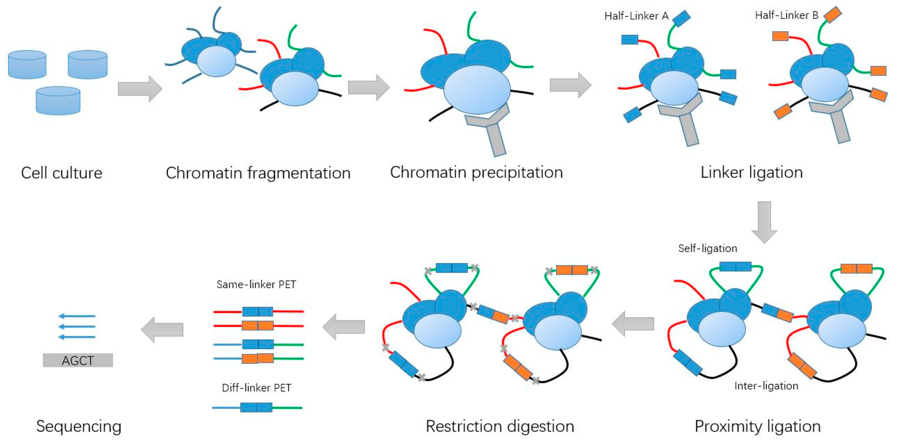 Genes 10 00554 g001
