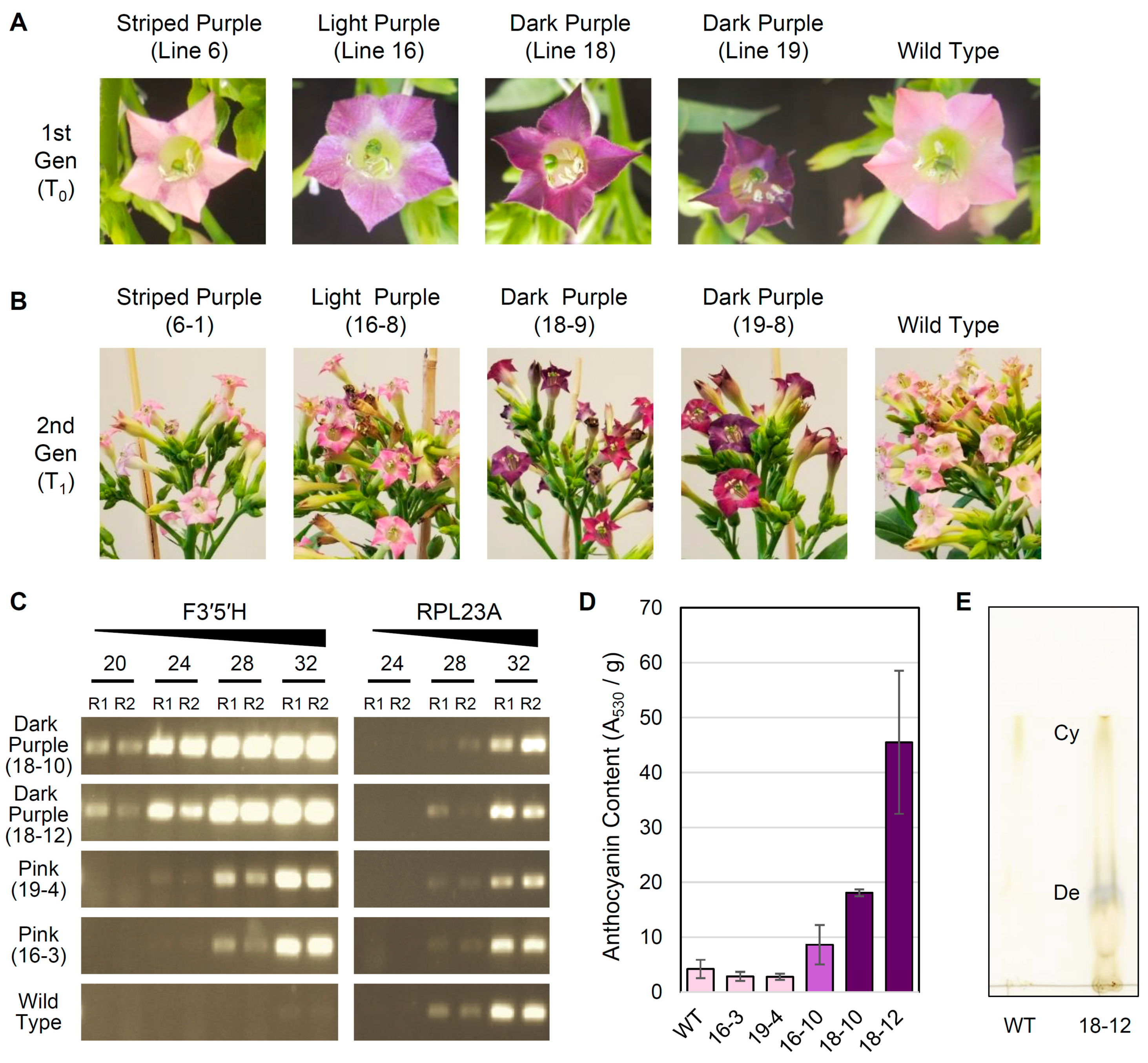 Genes 10 00559 g004