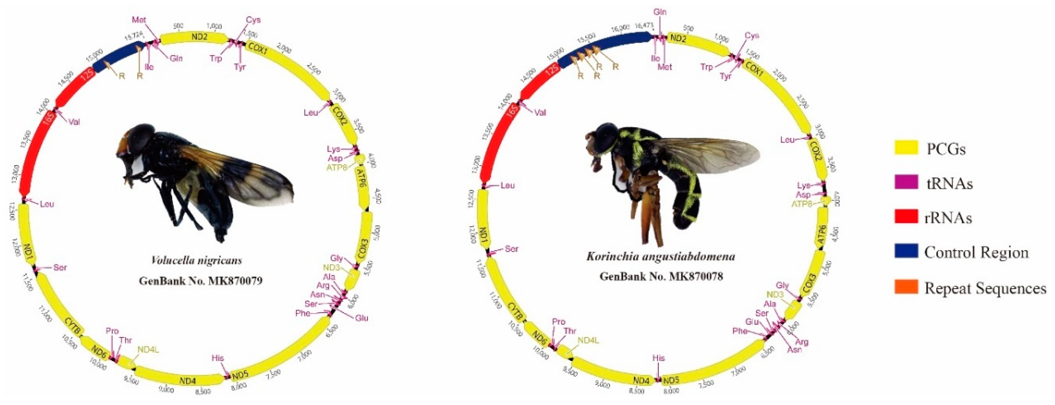 Genes 10 00563 g001 Genes 10 00563 g001
