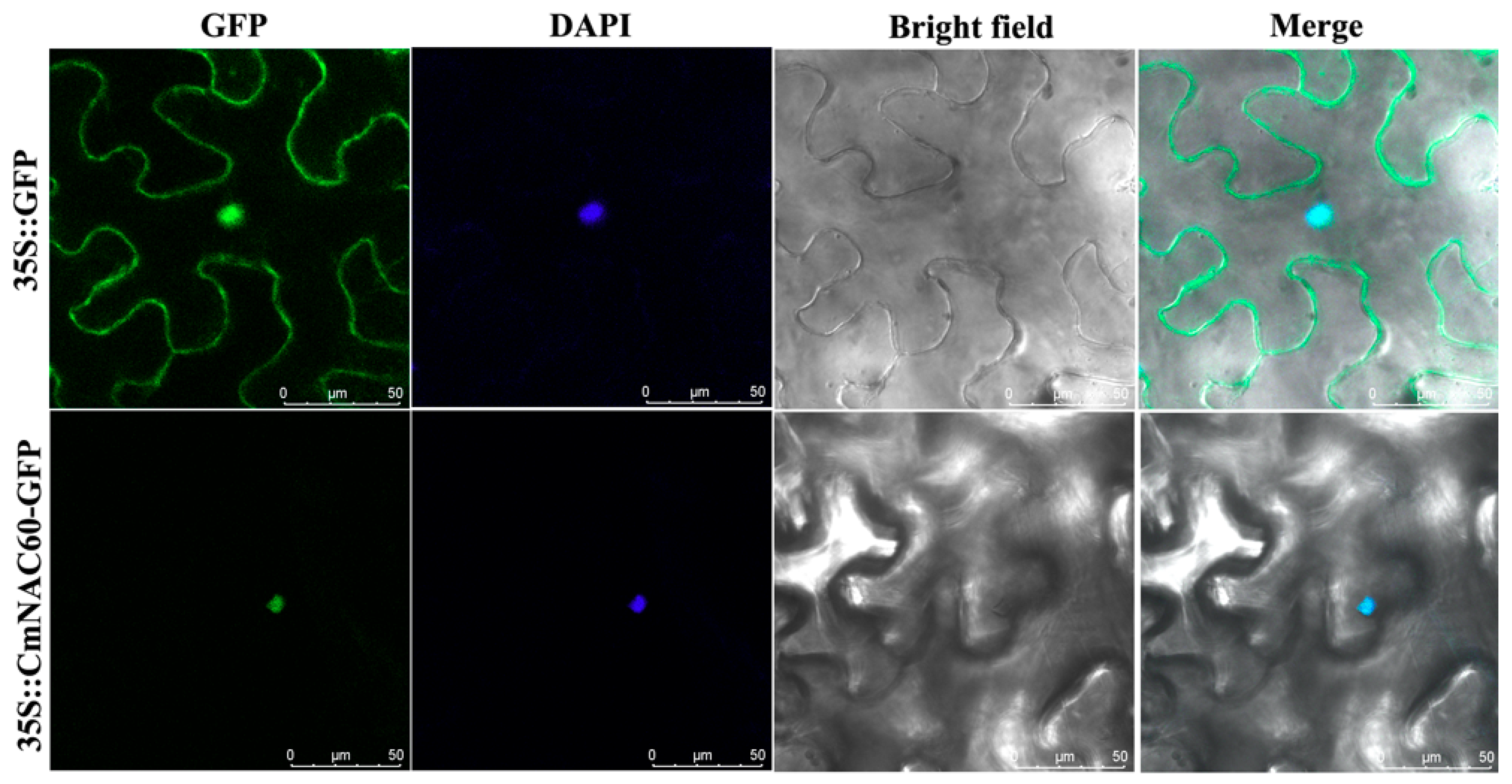Genes 10 00584 g004