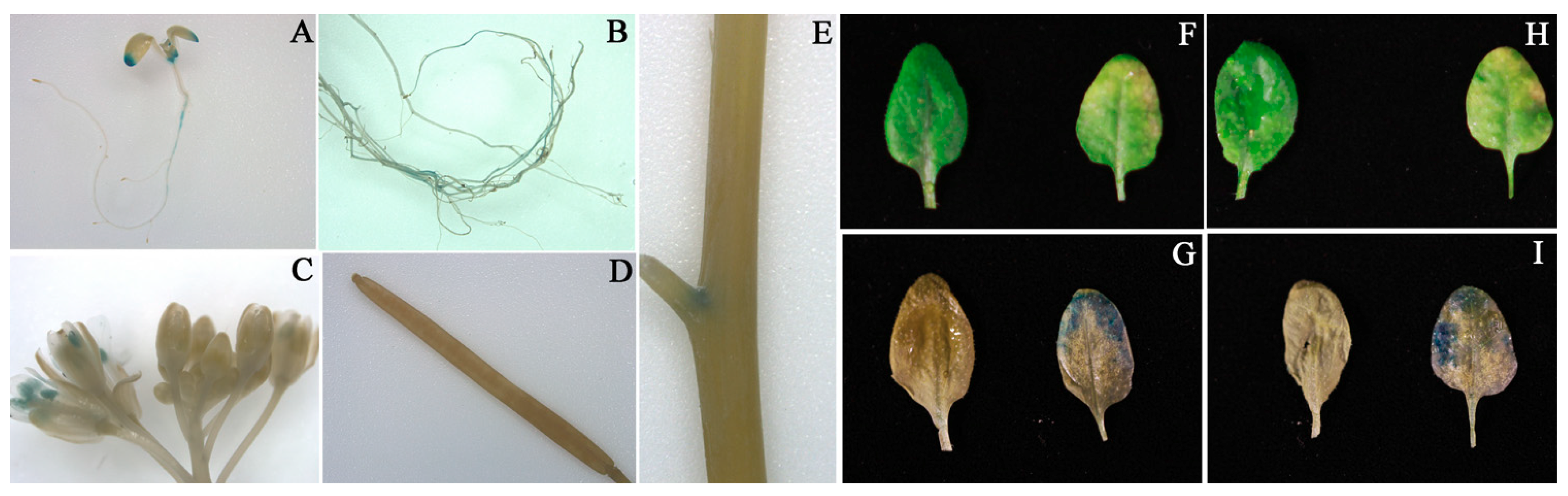 Genes 10 00584 g006