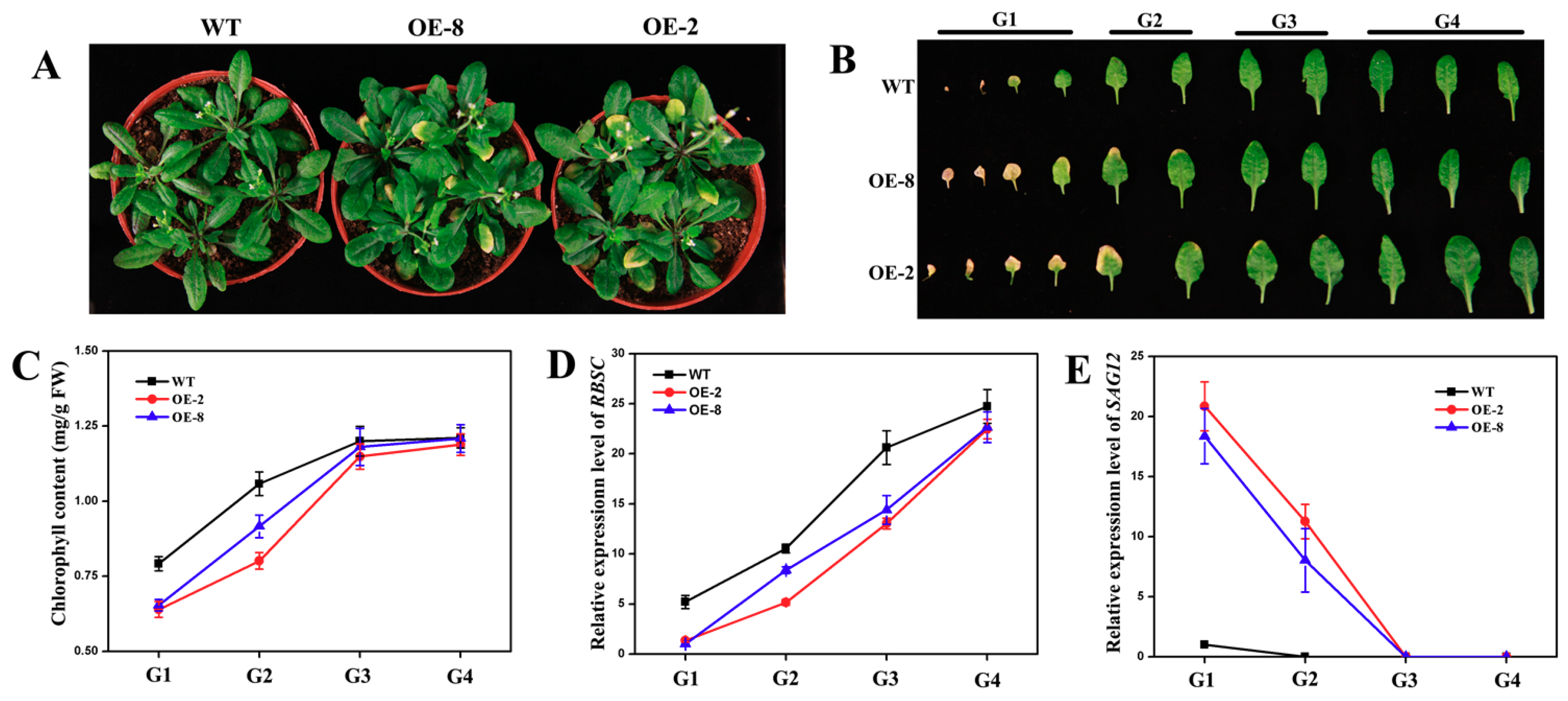 Genes 10 00584 g008
