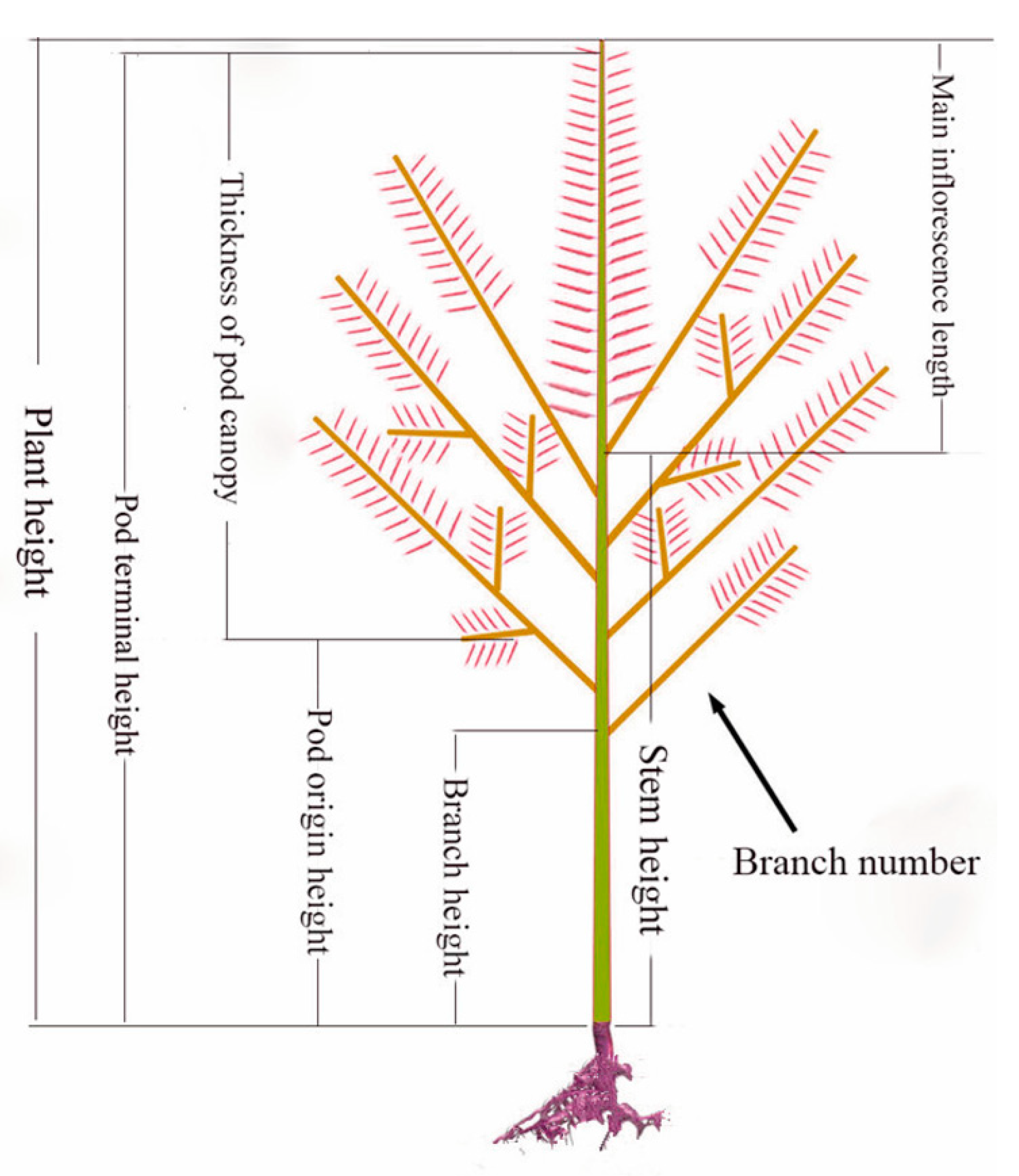 Genes 10 00591 g001 Genes 10 00591 g001