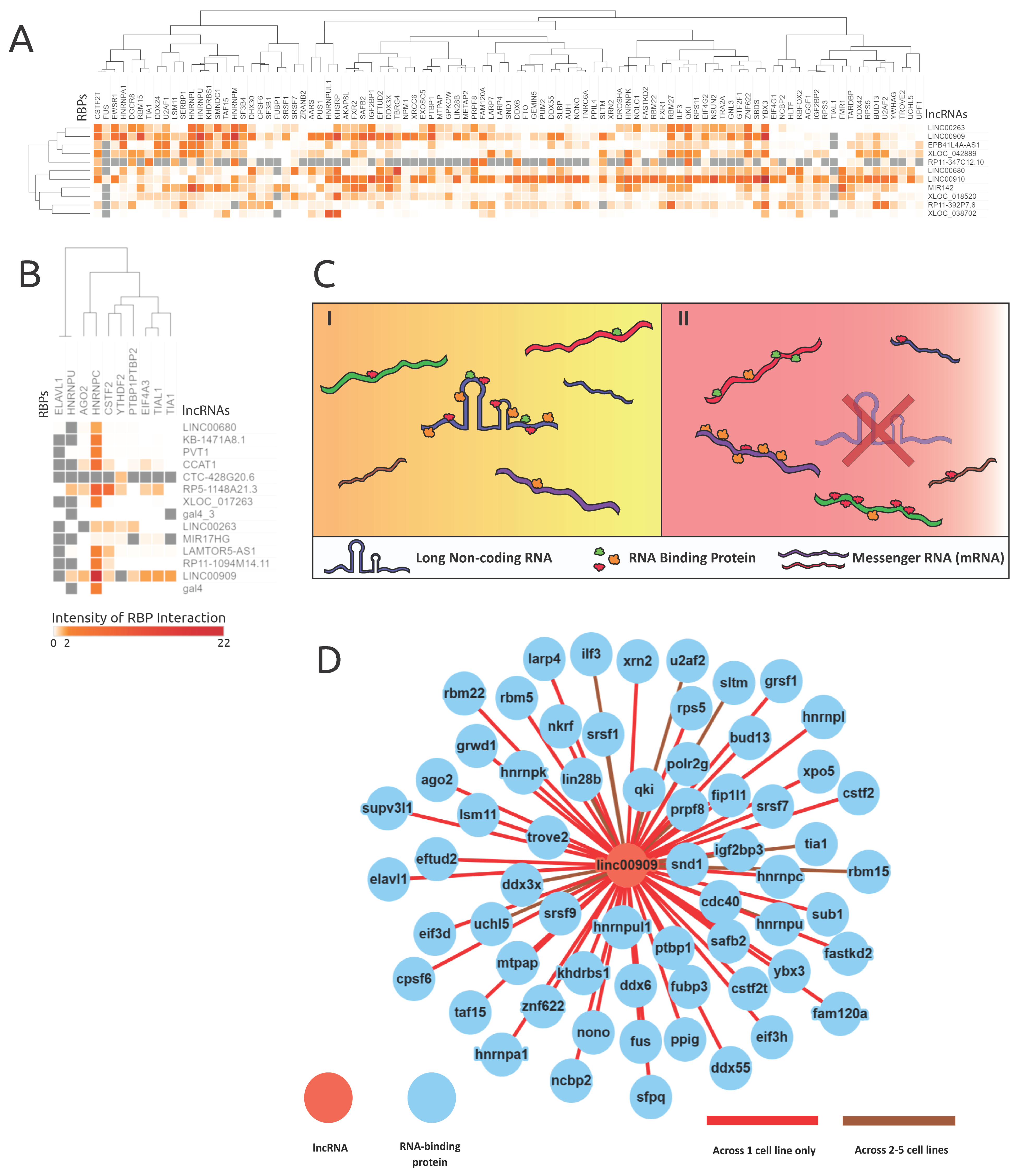 FaesAP3_1 Regulates the FaesELF3 Gene Involved in Filament