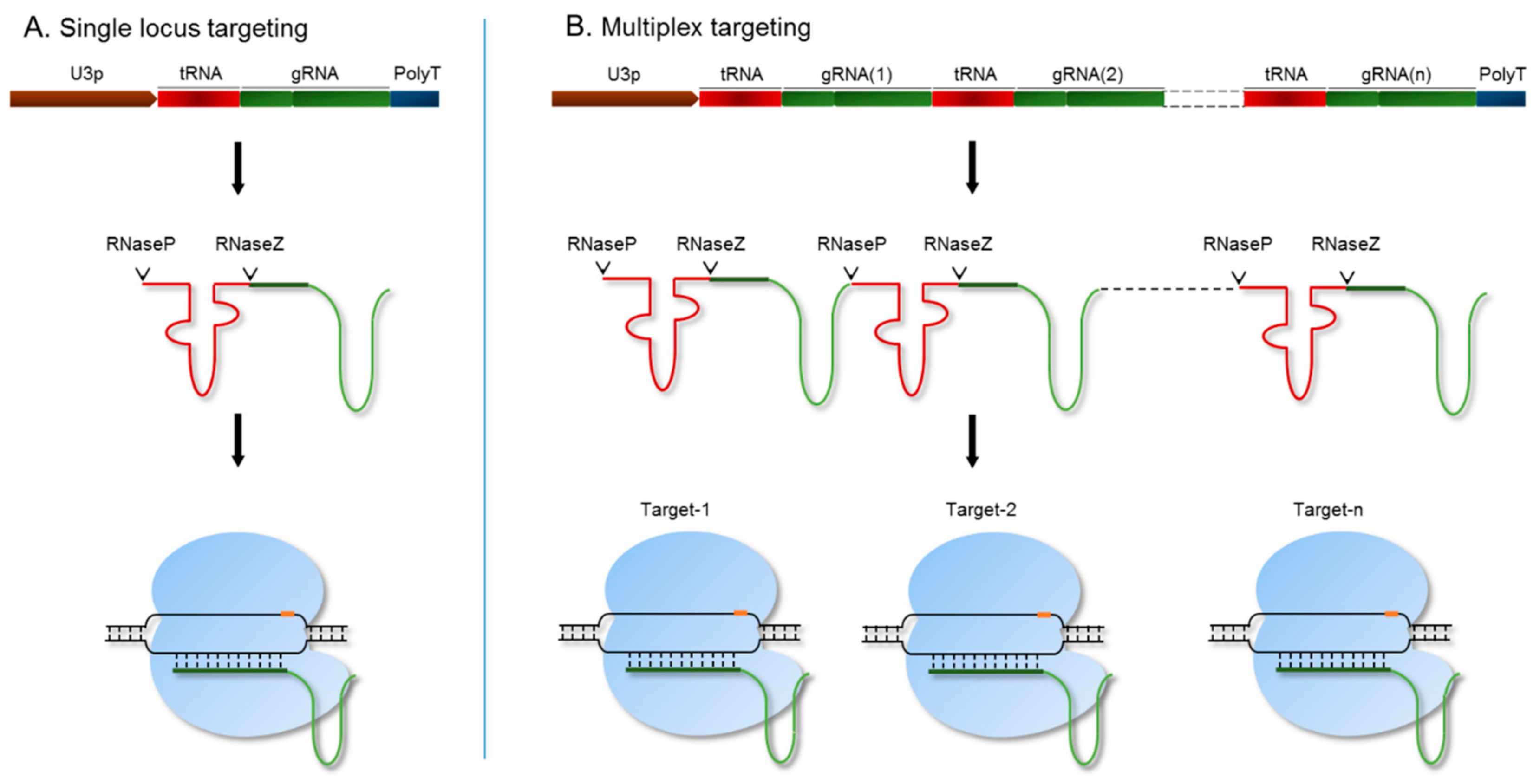 Genes 10 00596 g002