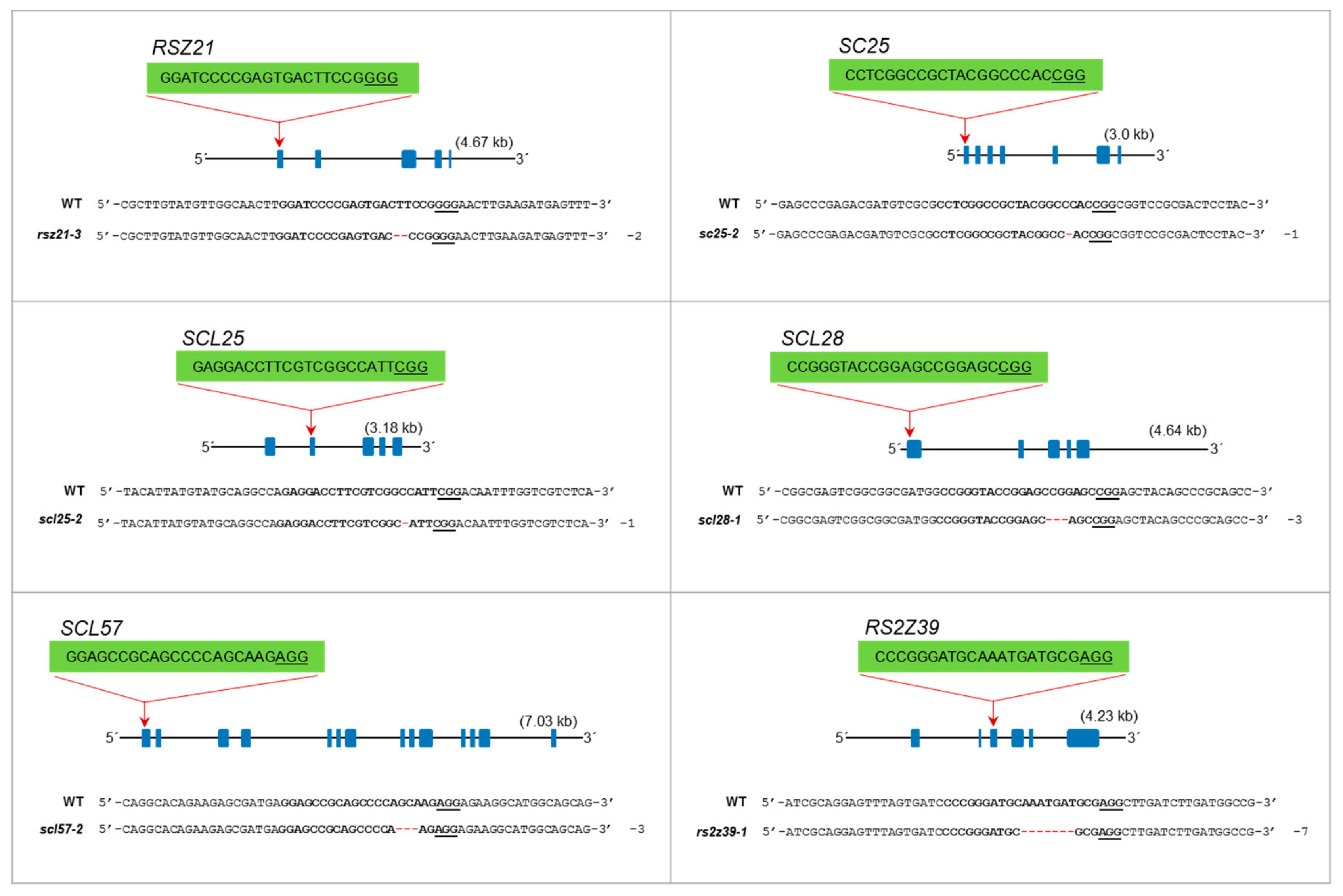 Genes 10 00596 g004