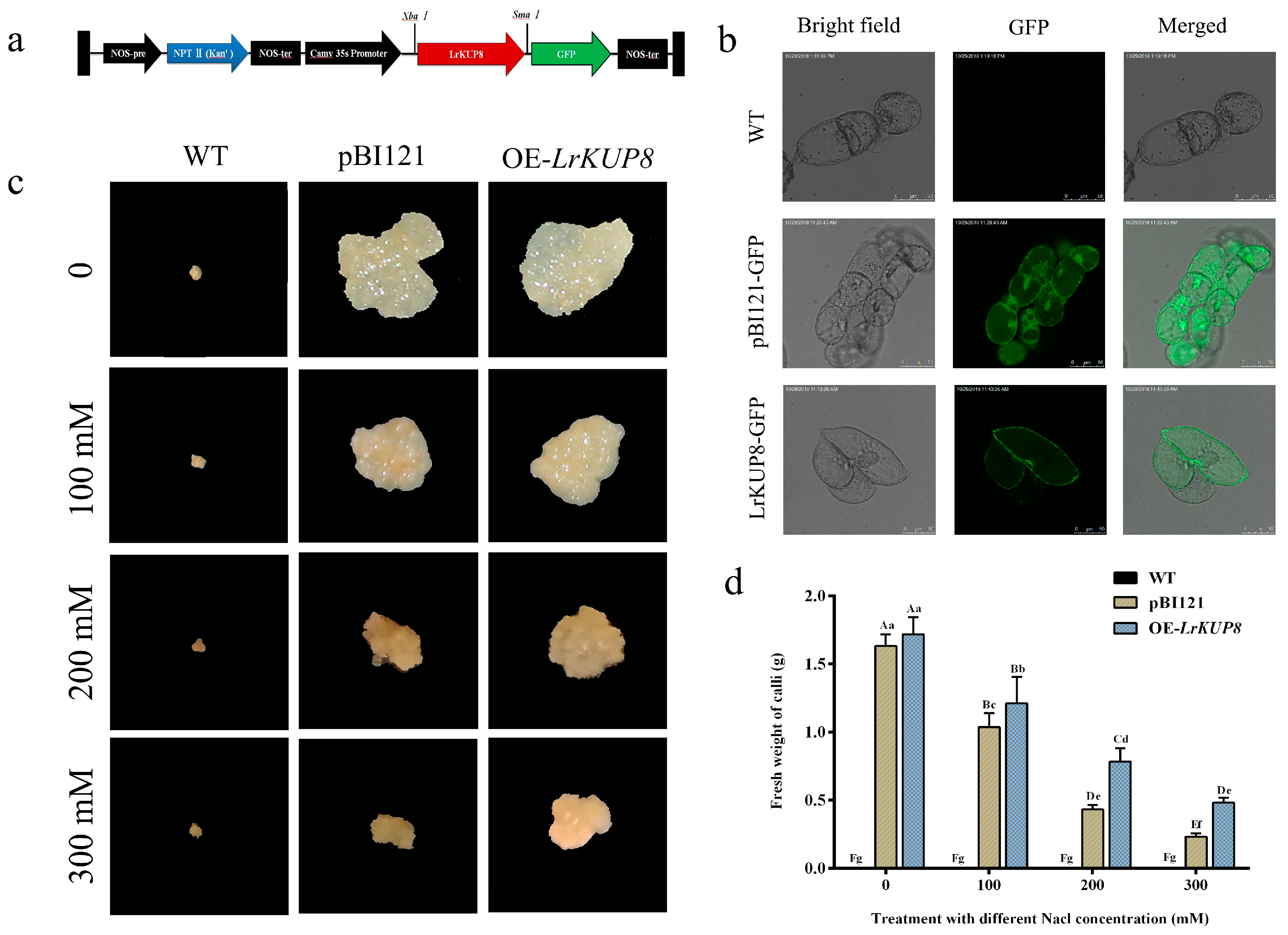 Genes 10 00600 g004 Genes 10 00600 g004