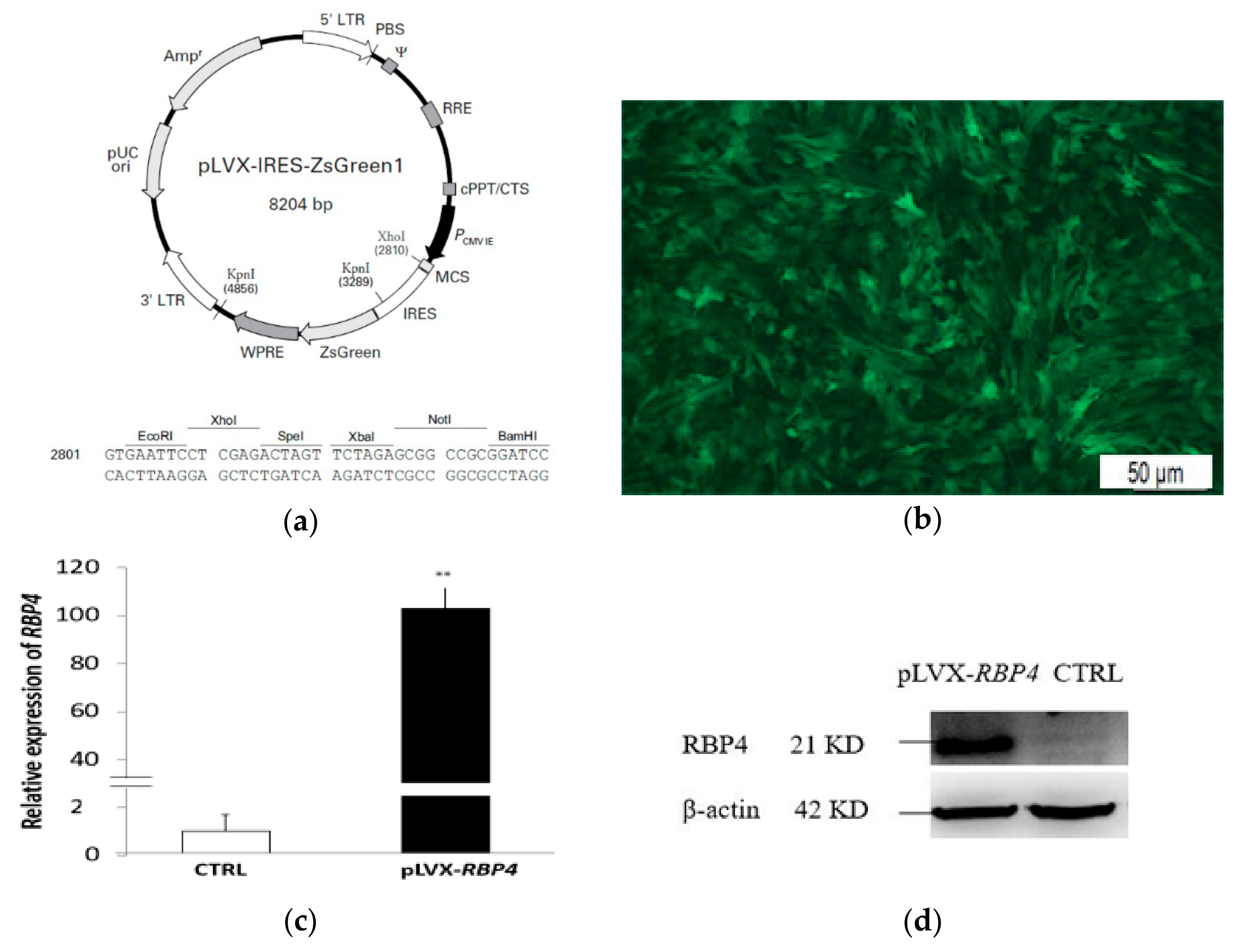 Genes 10 00615 g002