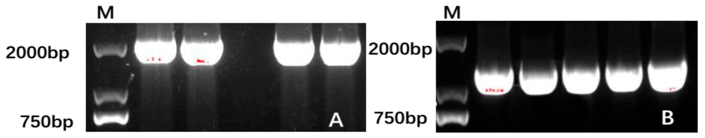 Genes 10 00619 g001