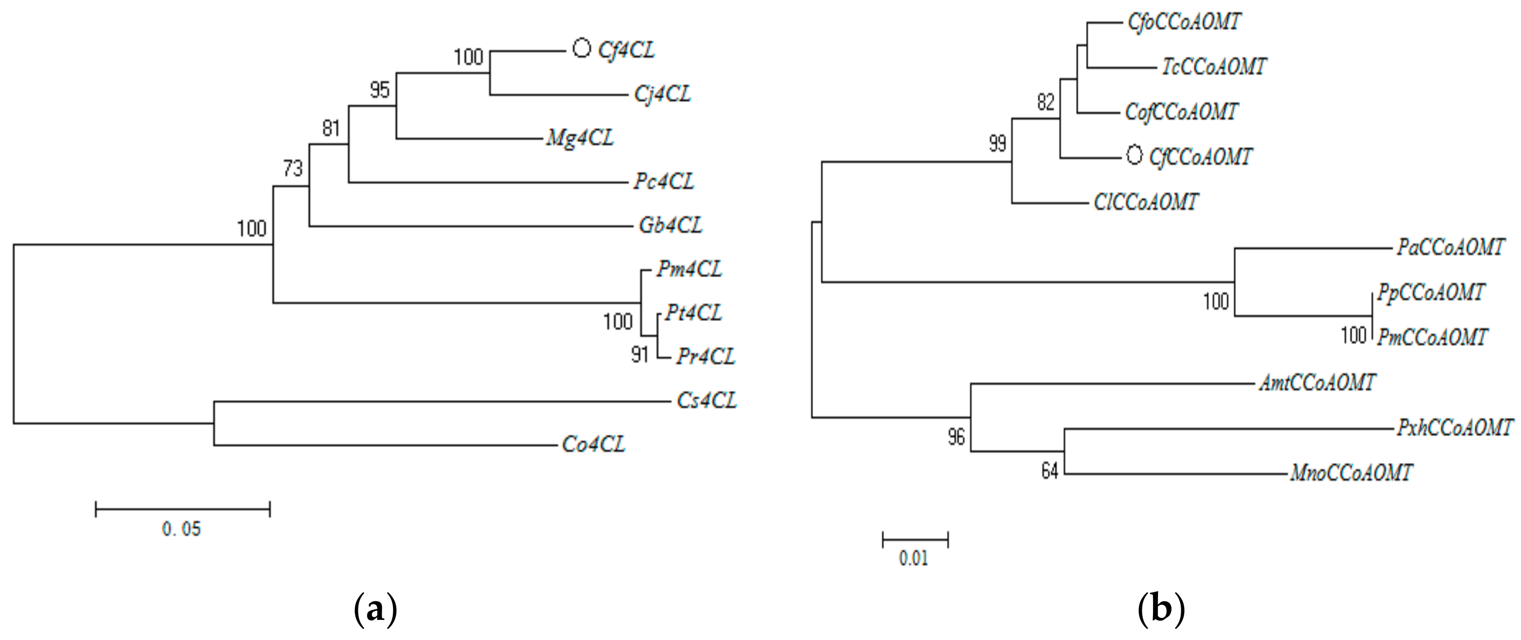 Genes 10 00619 g004