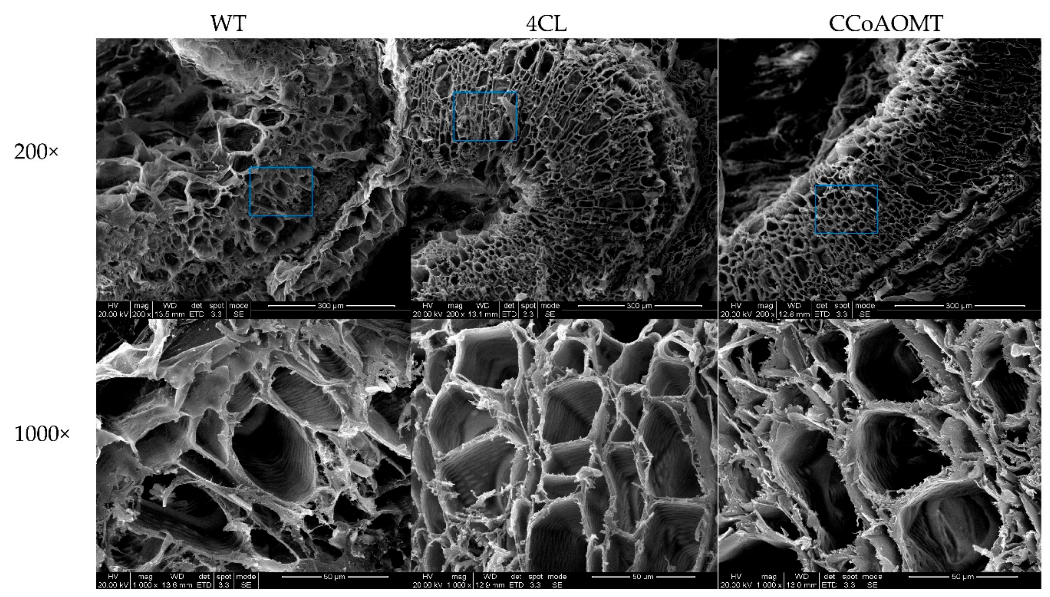 Genes 10 00619 g009