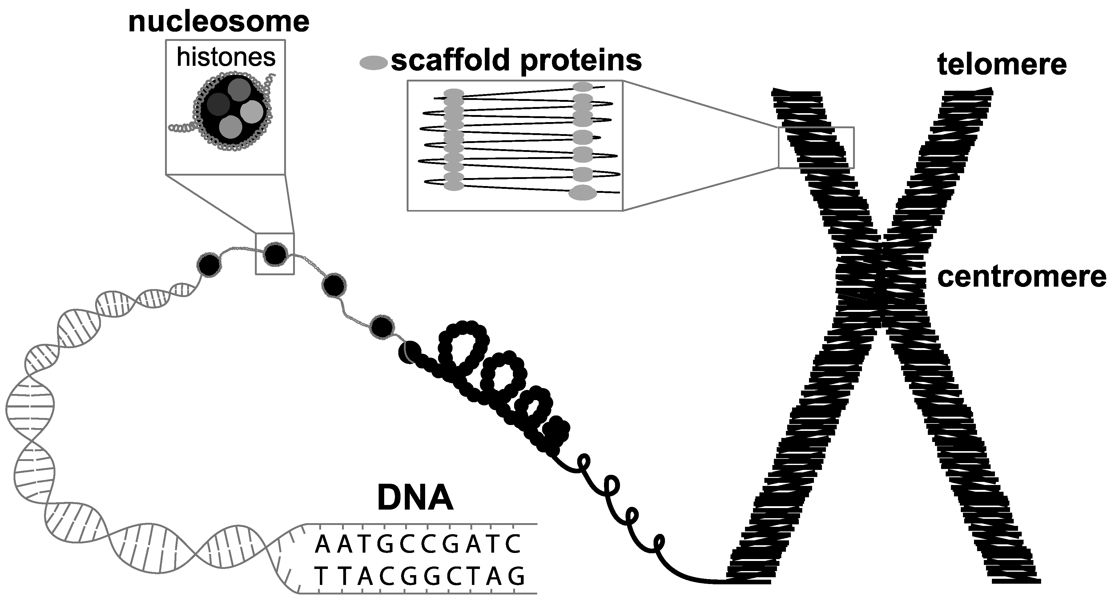 Genes 10 00627 g001 Genes 10 00627 g001