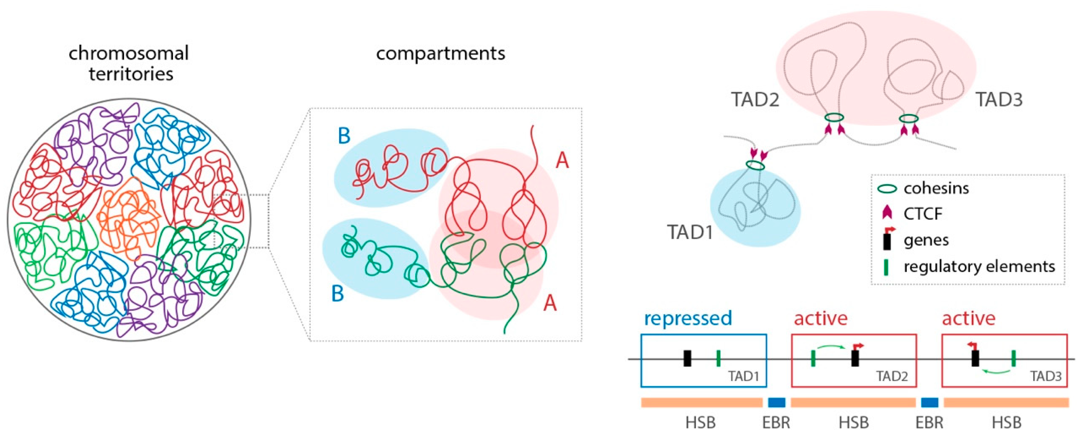 Genes 10 00627 g003 Genes 10 00627 g003