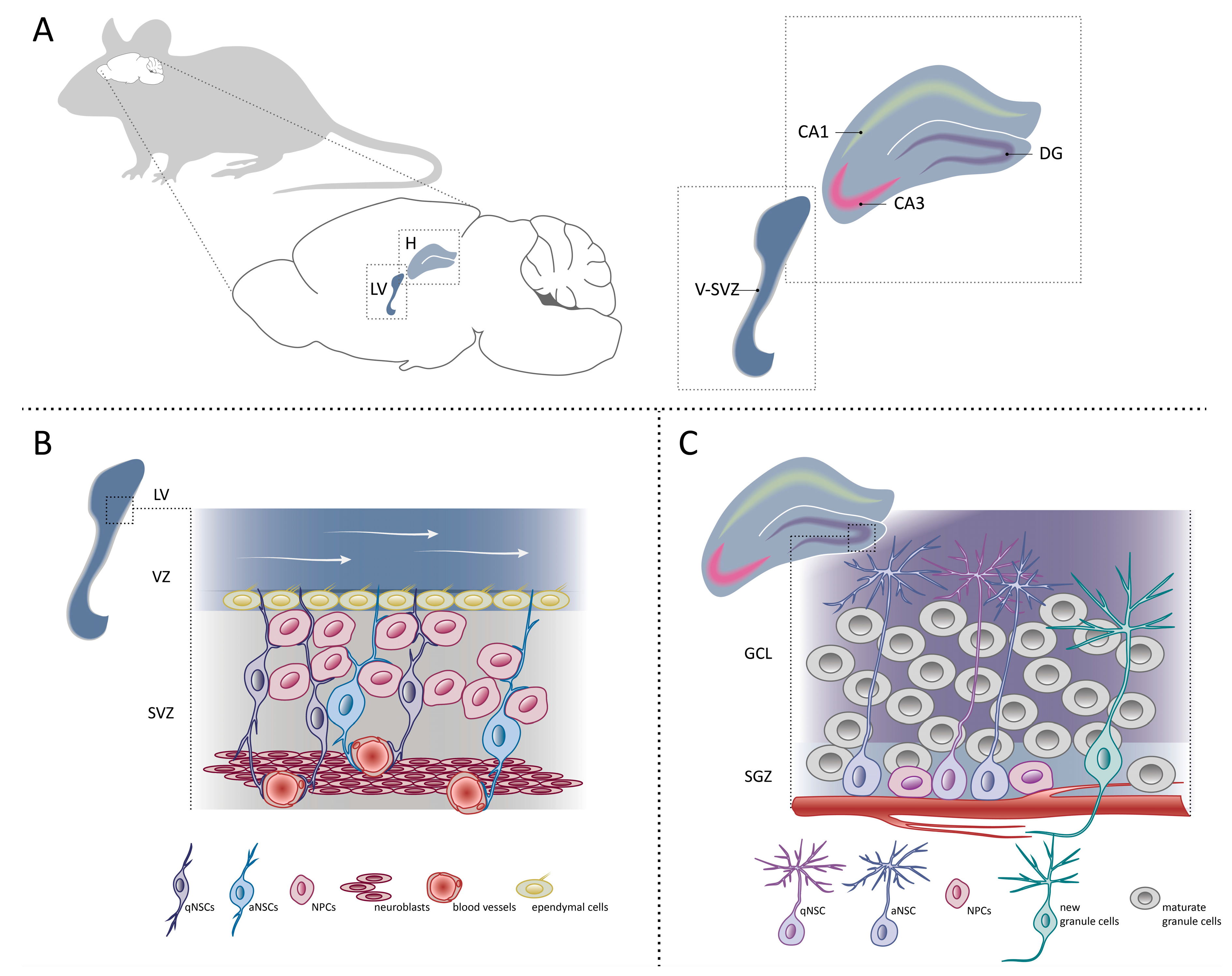 Genes 10 00640 g002