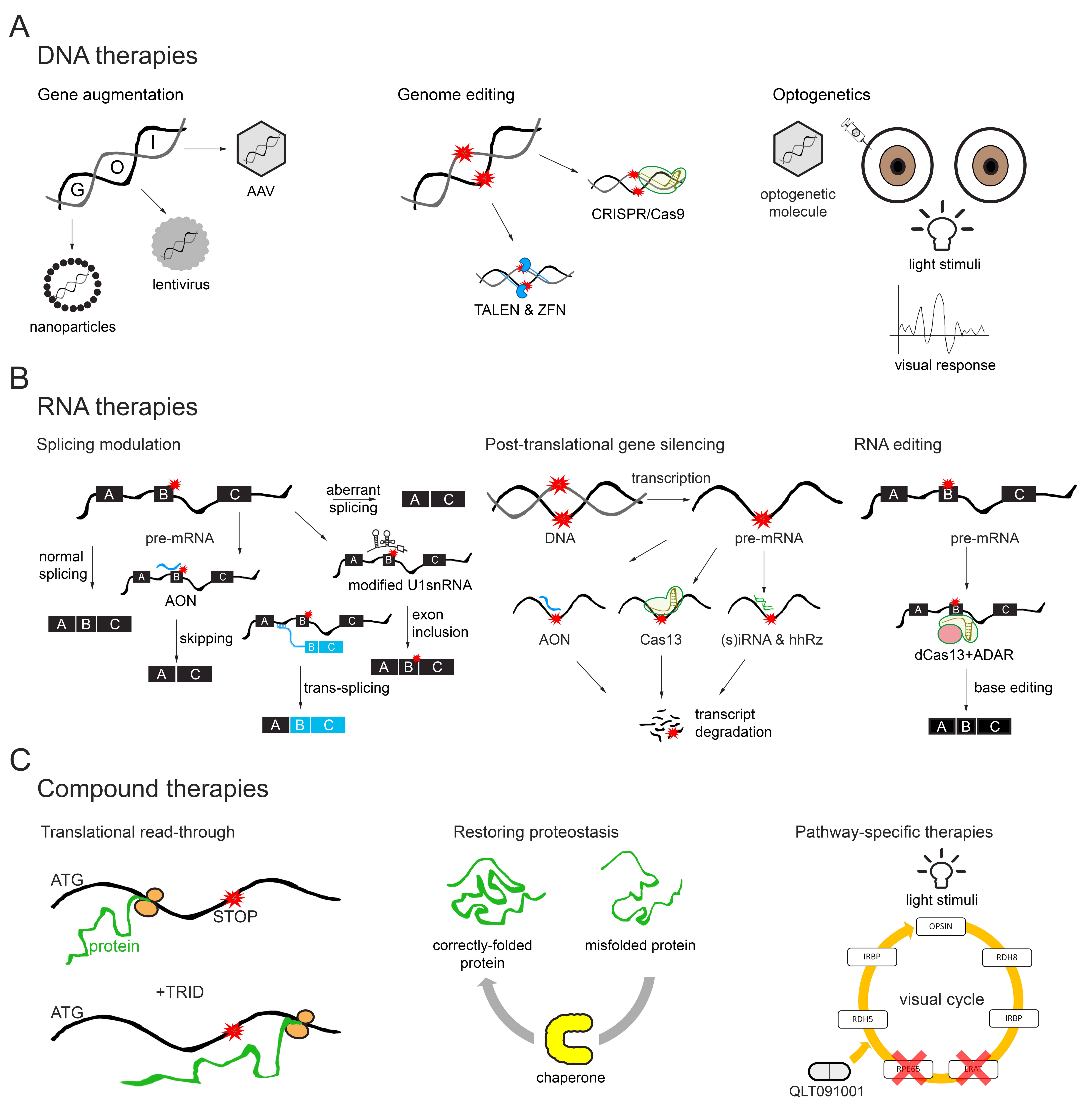 Genes 10 00654 g002