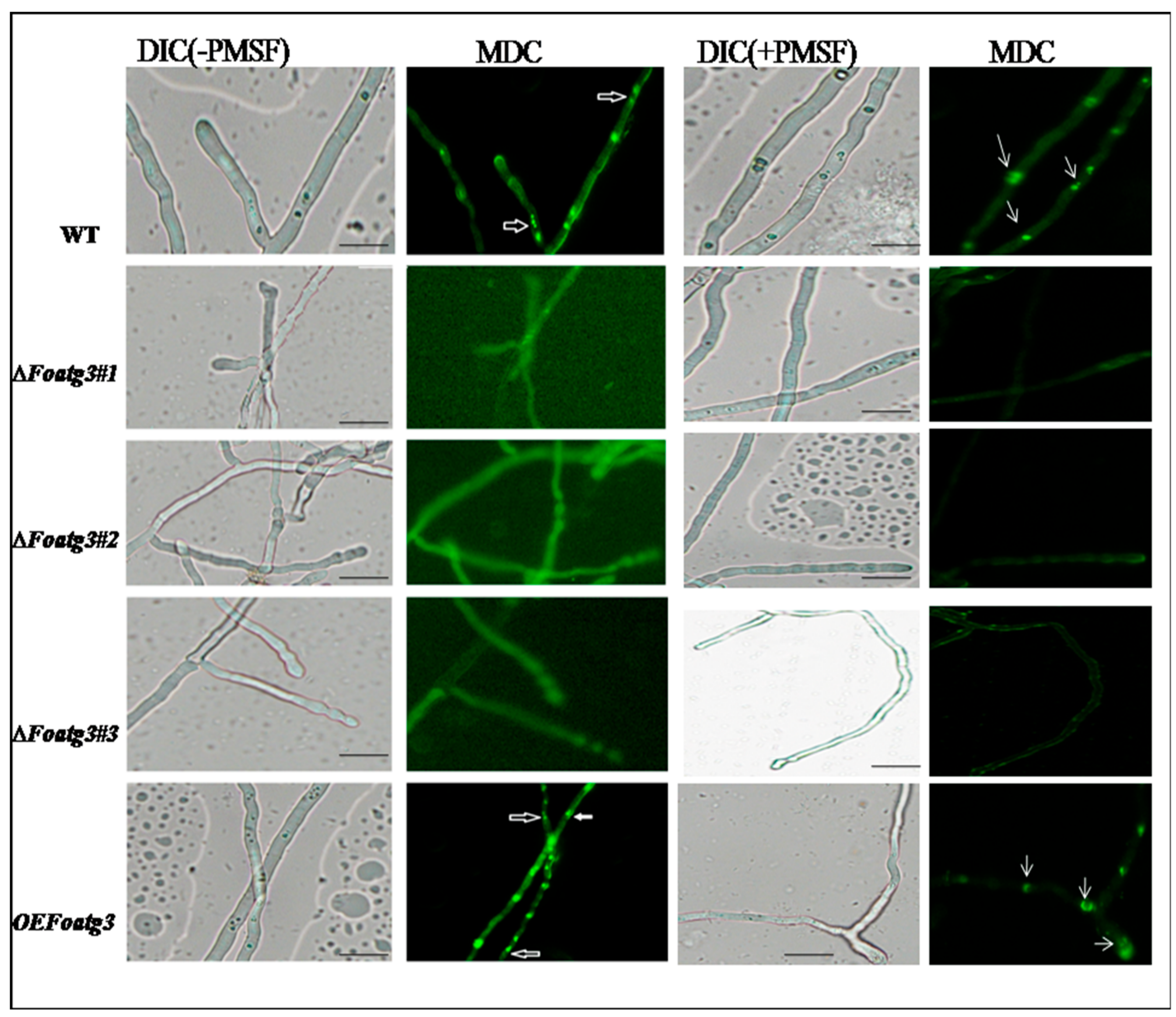 Genes 10 00658 g002 Genes 10 00658 g002