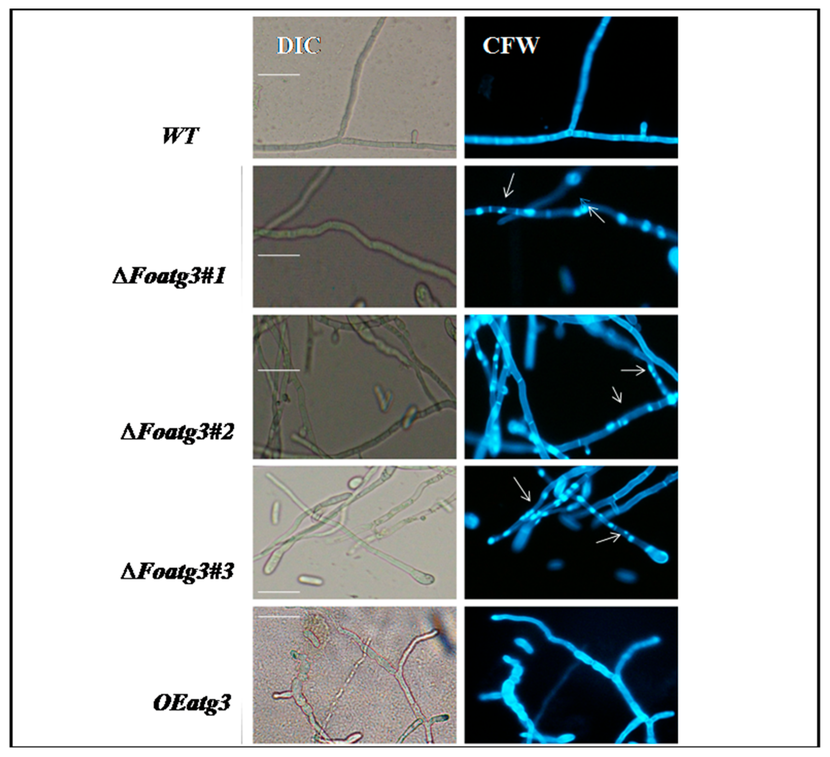 Genes 10 00658 g004 Genes 10 00658 g004