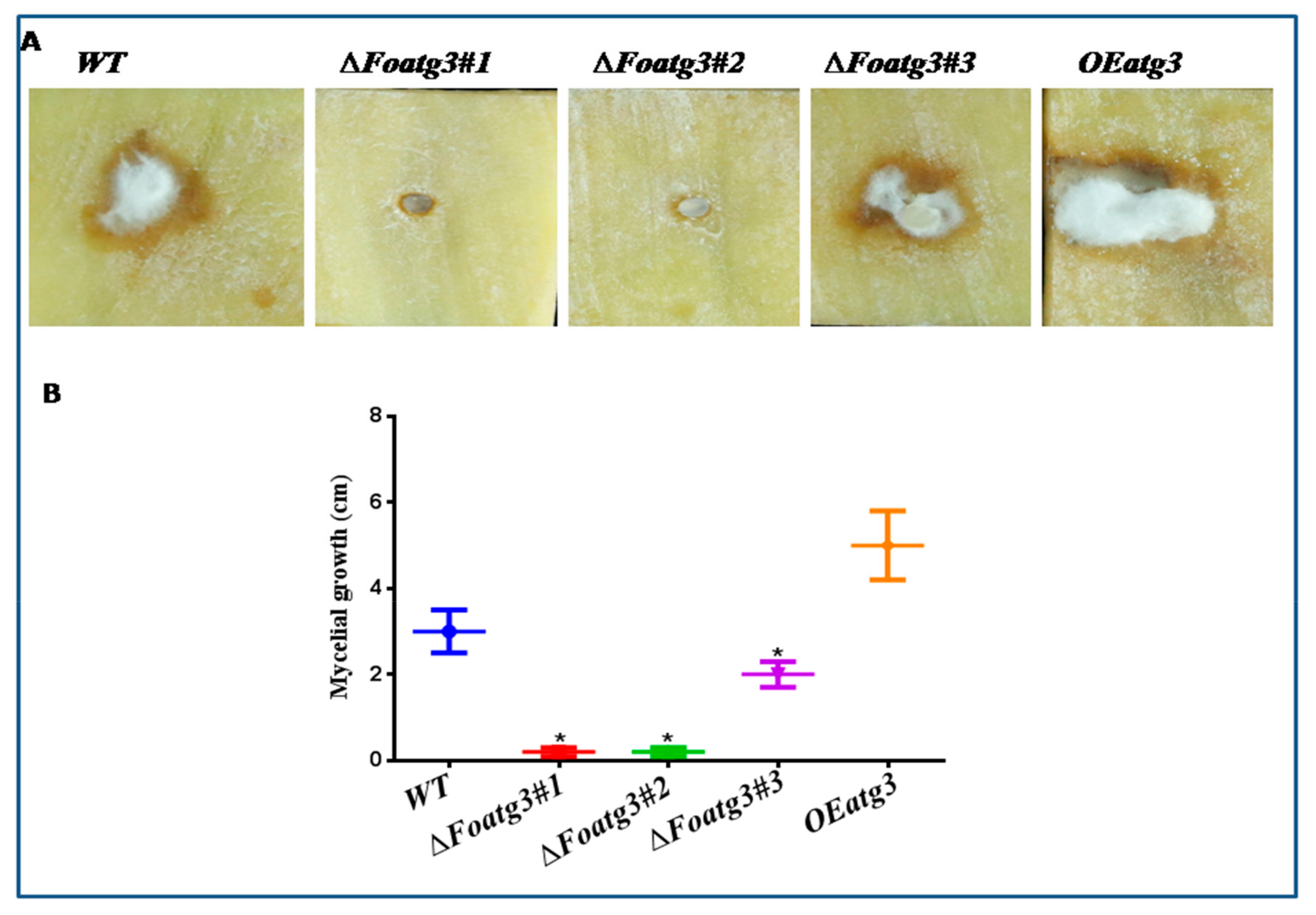 Genes 10 00658 g005 Genes 10 00658 g005