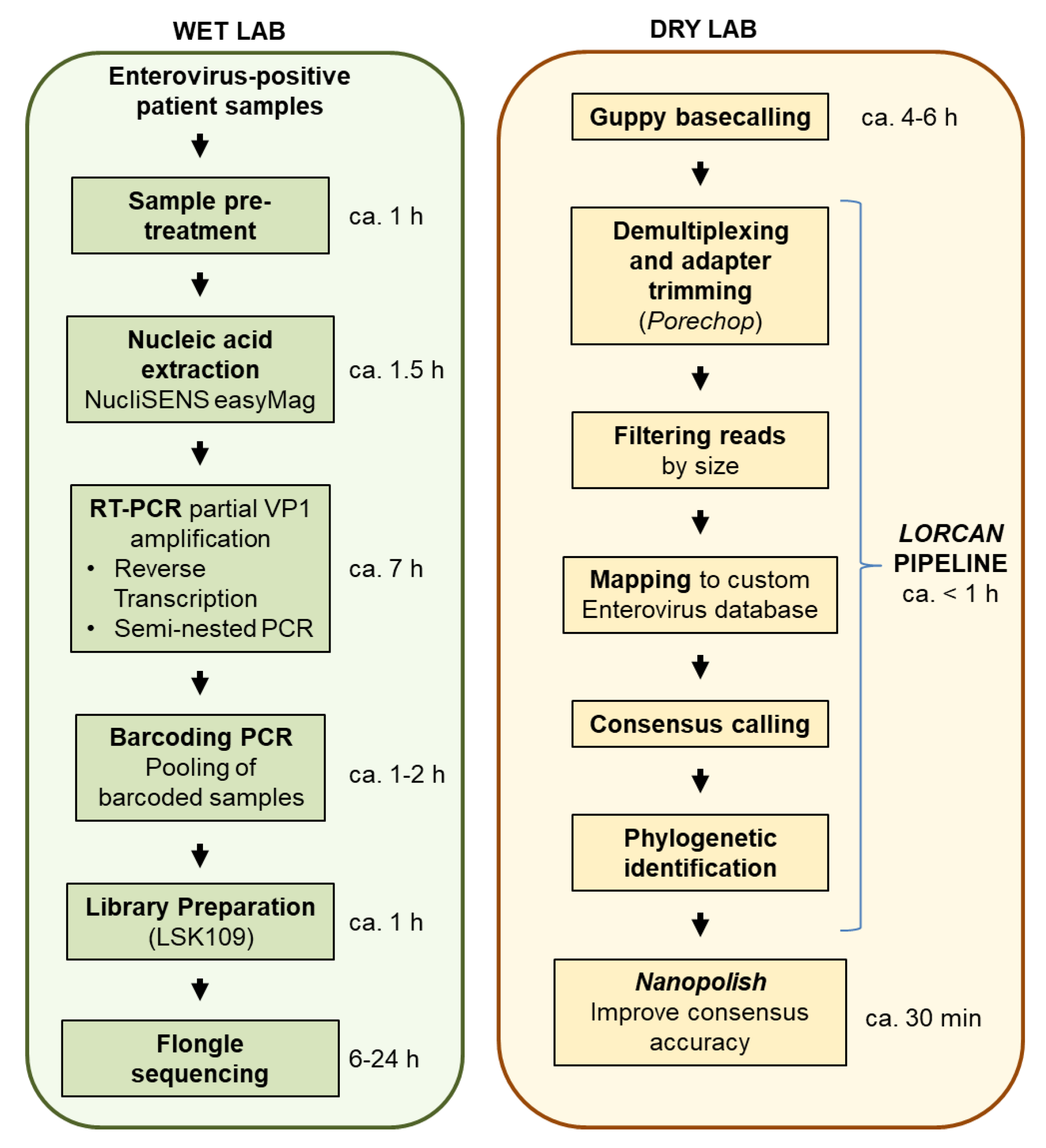 Genes 10 00659 g001