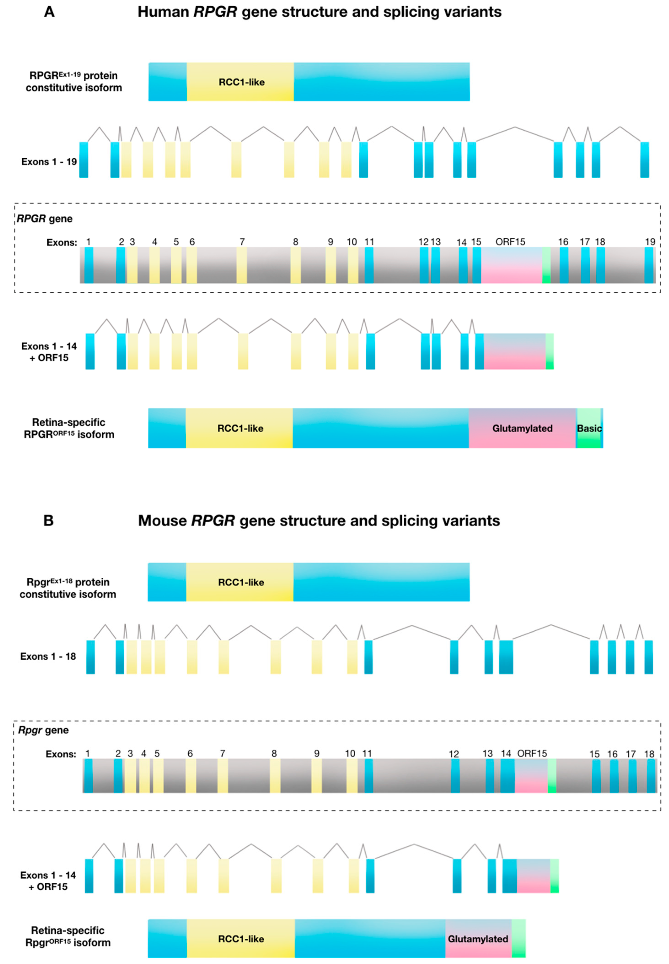 Genes 10 00674 g001