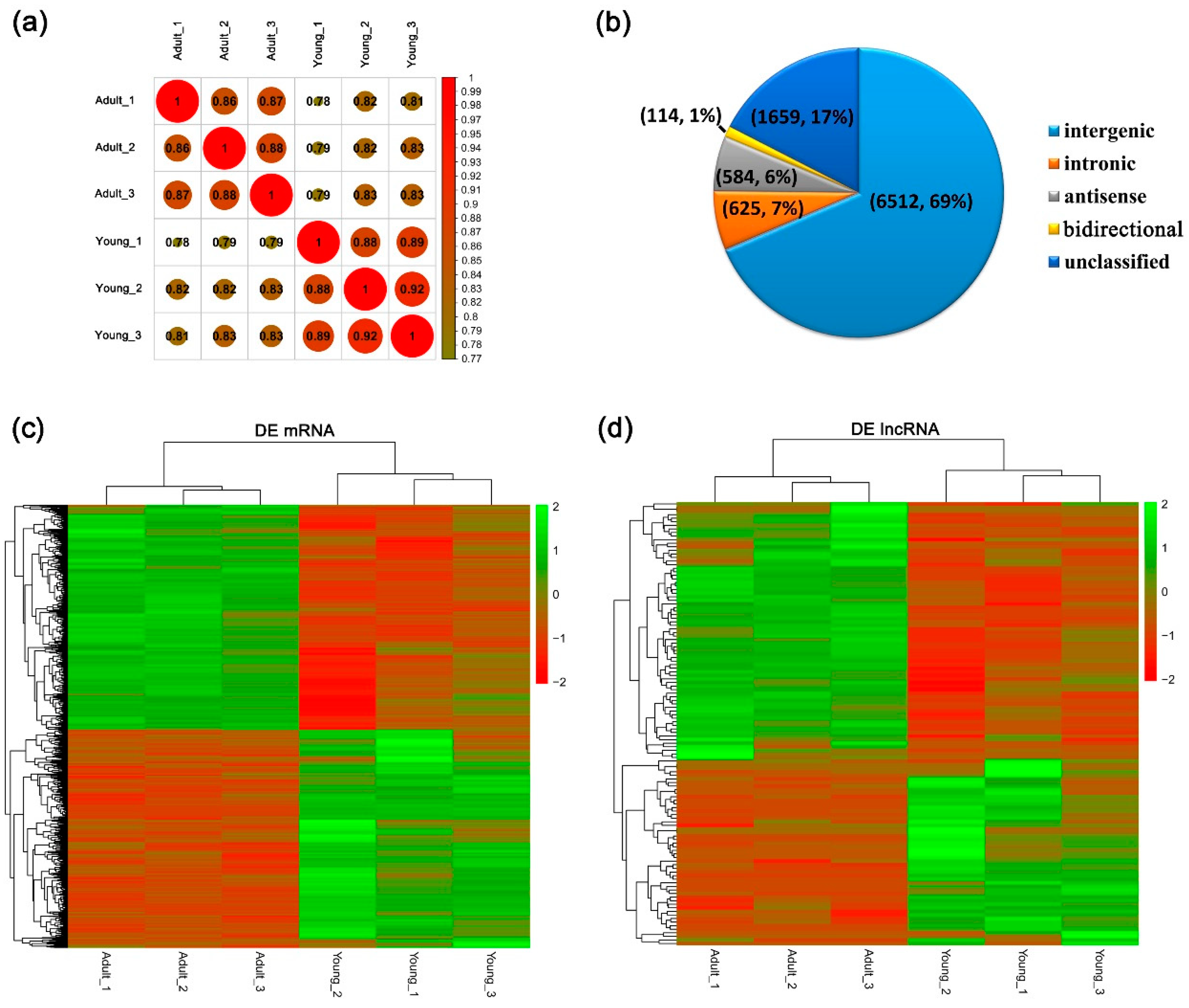 Genes 10 00689 g001
