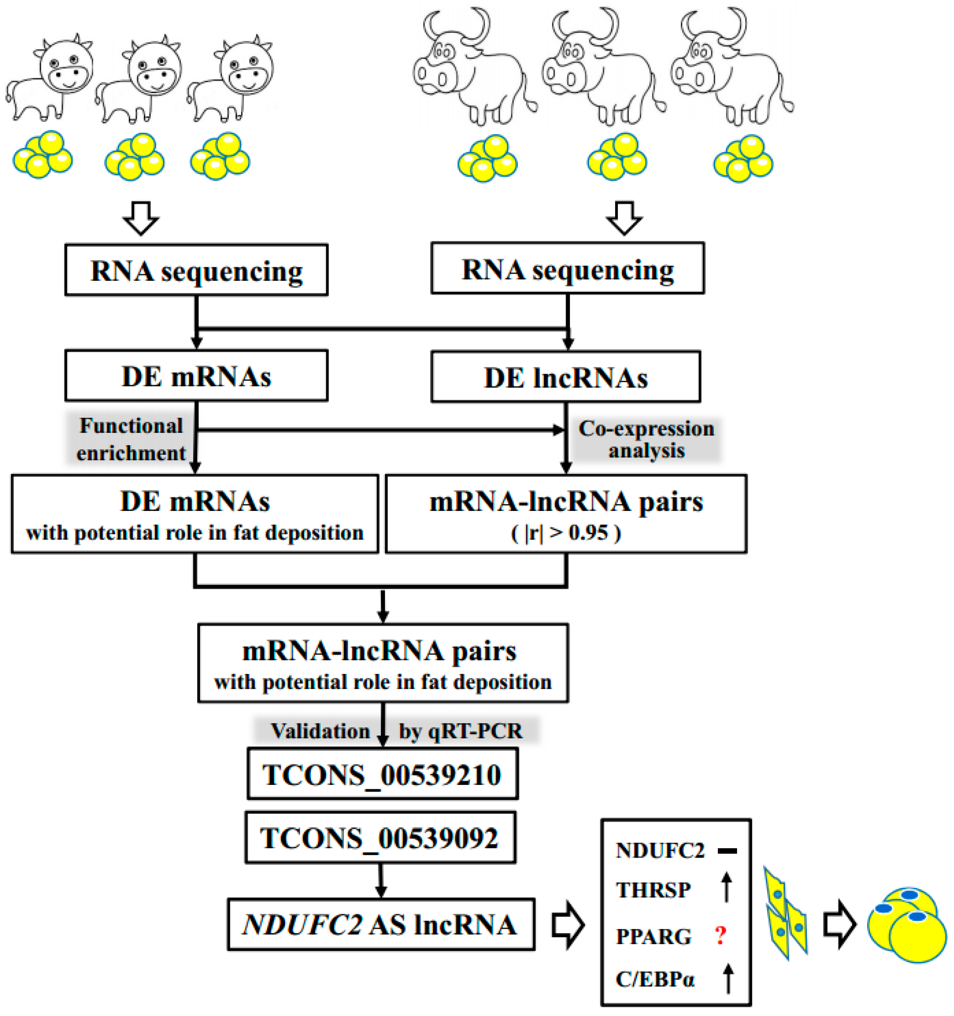 Genes 10 00689 g006