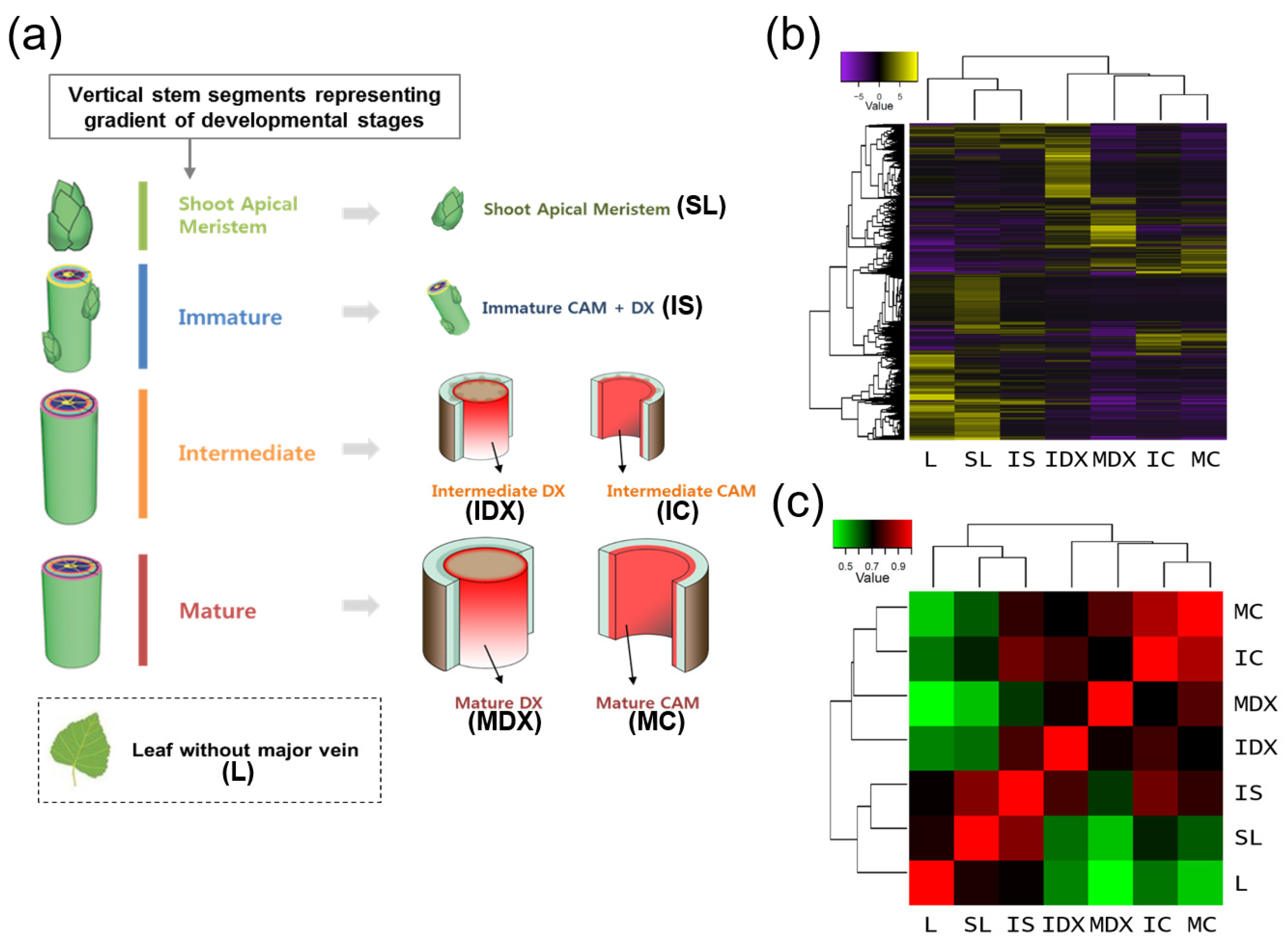 Genes 10 00690 g001