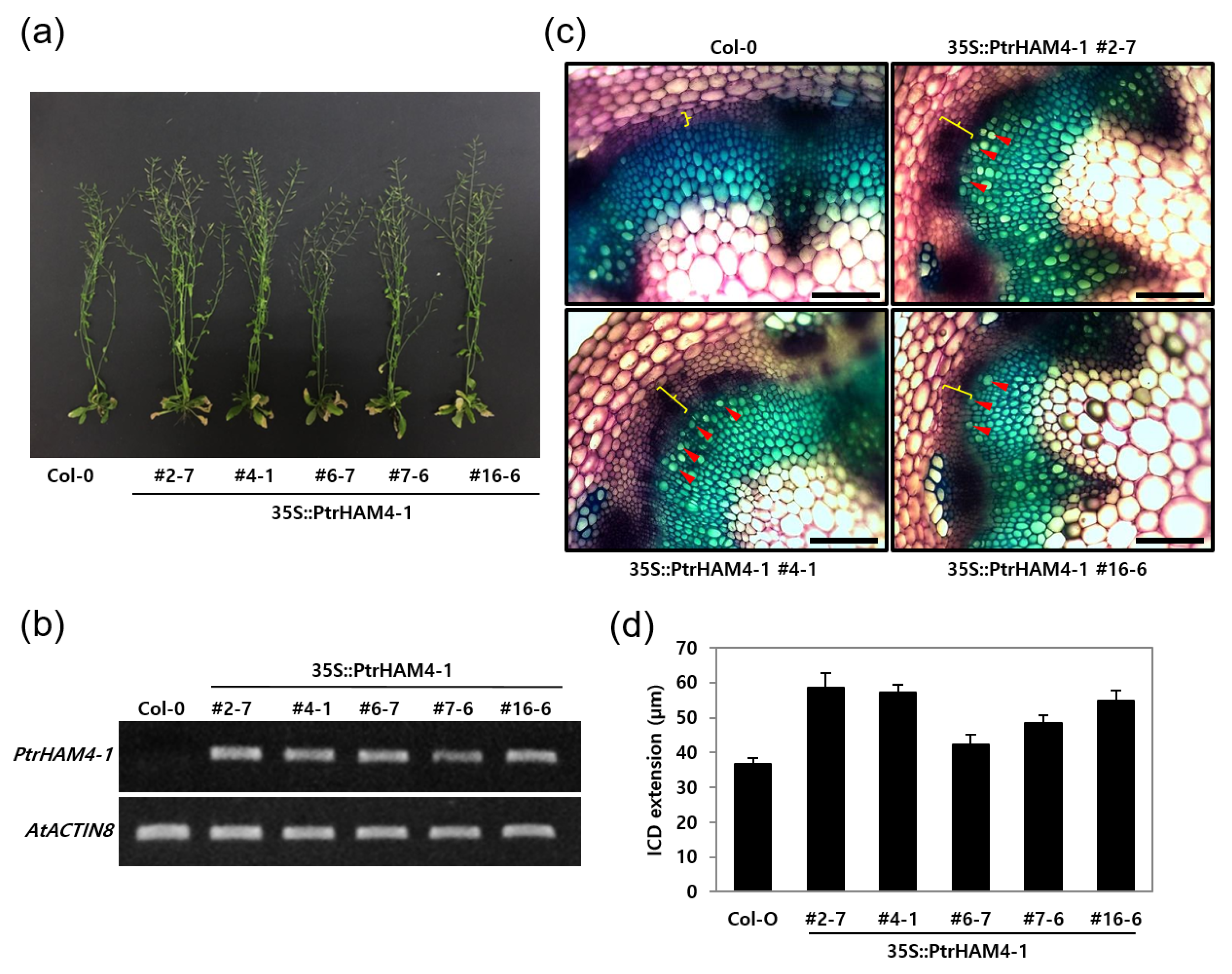 Genes 10 00690 g007