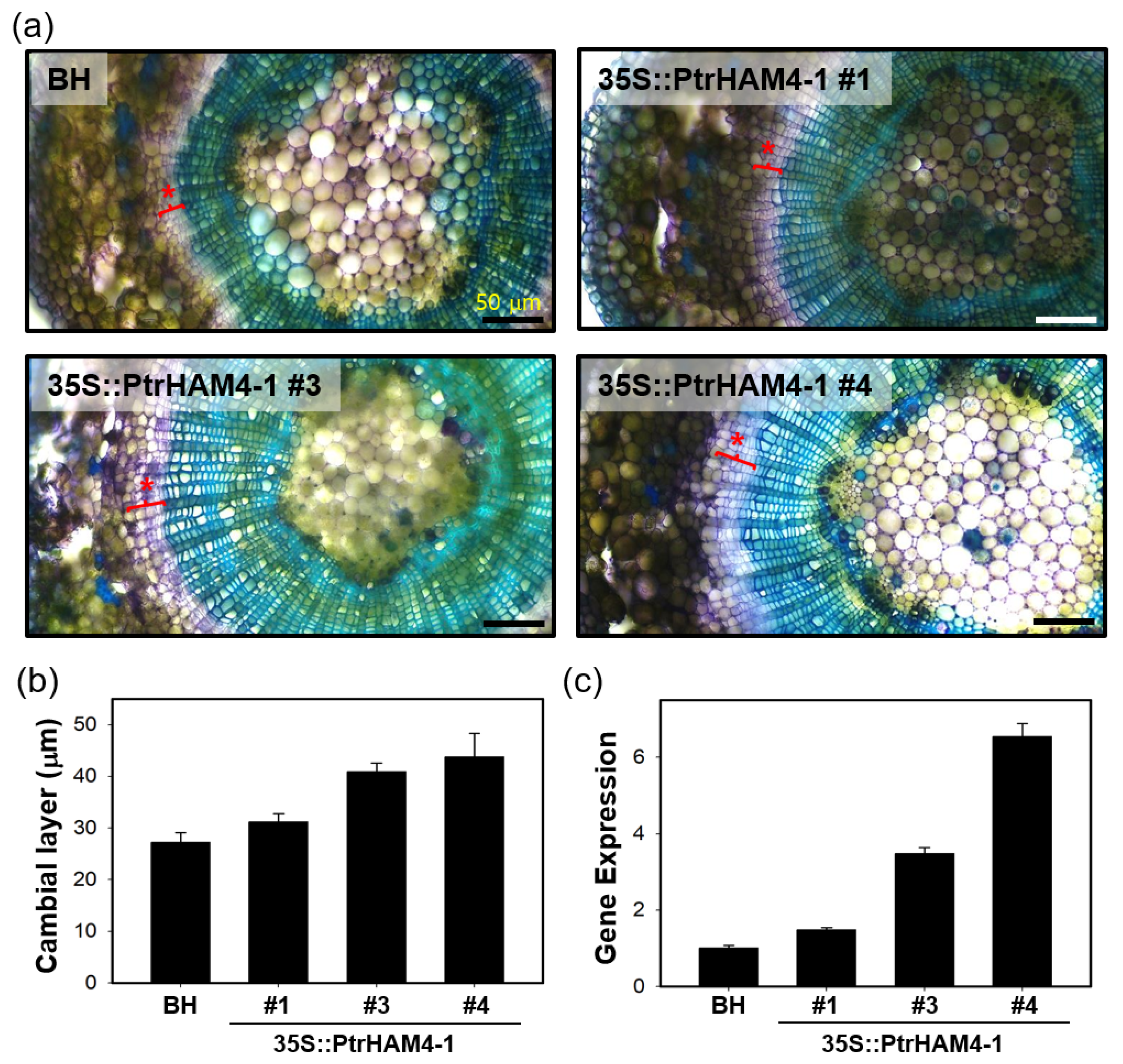 Genes 10 00690 g008