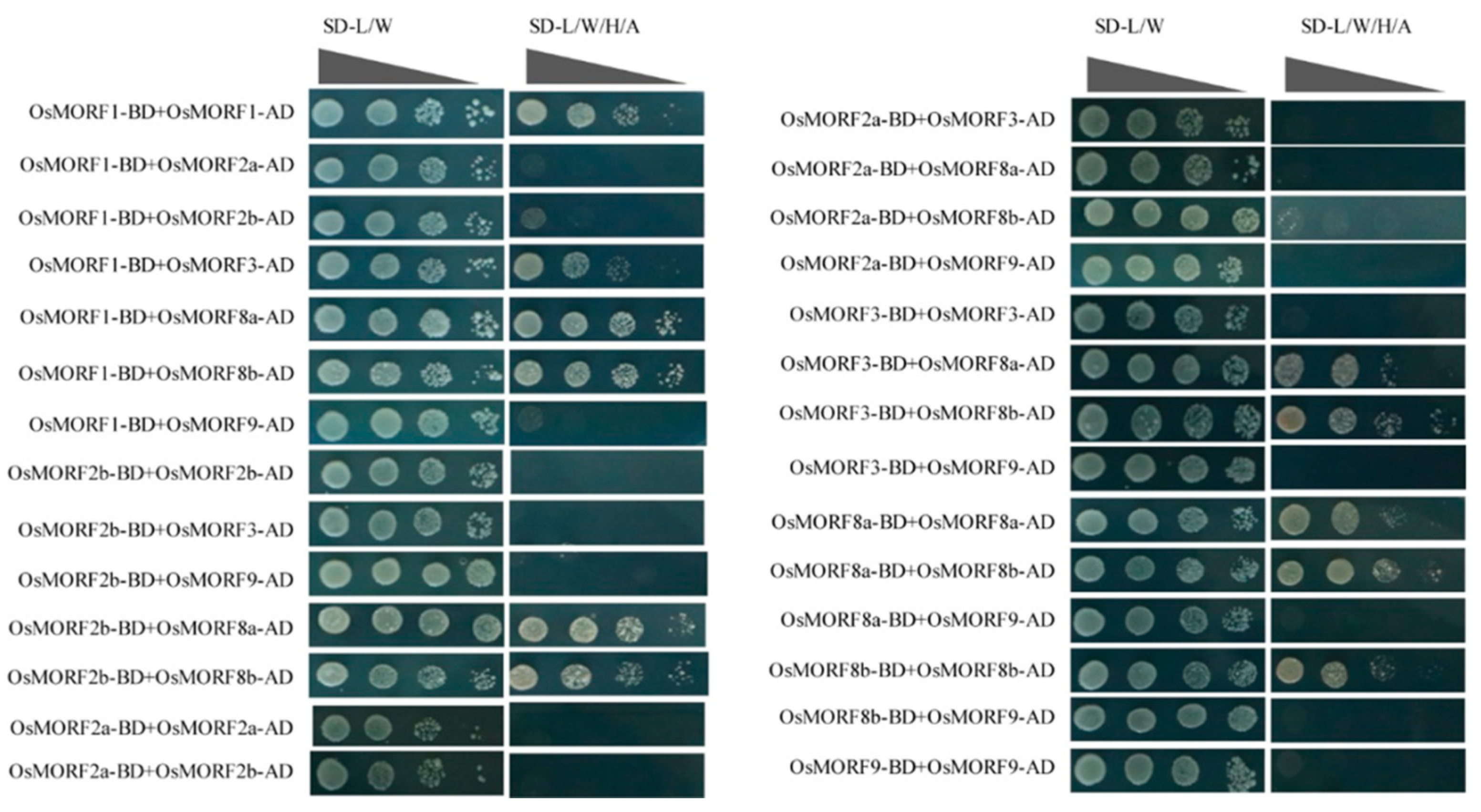 Genes 10 00694 g006