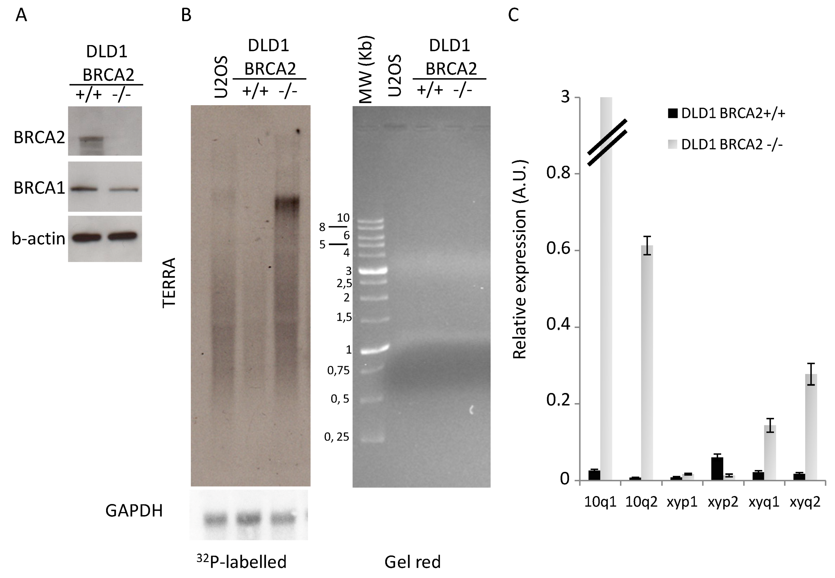 Depletion of RAD51 and BRCA2, which regulate the association of TERRA