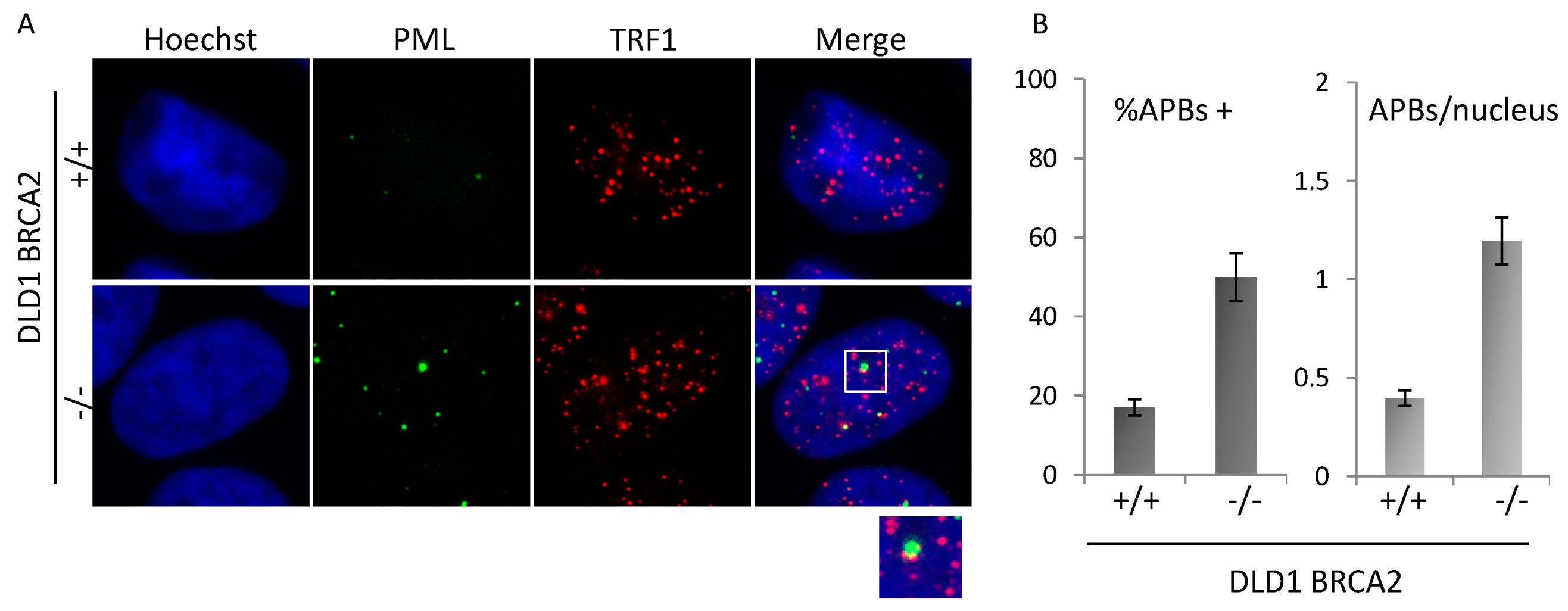 Genes 10 00697 g004
